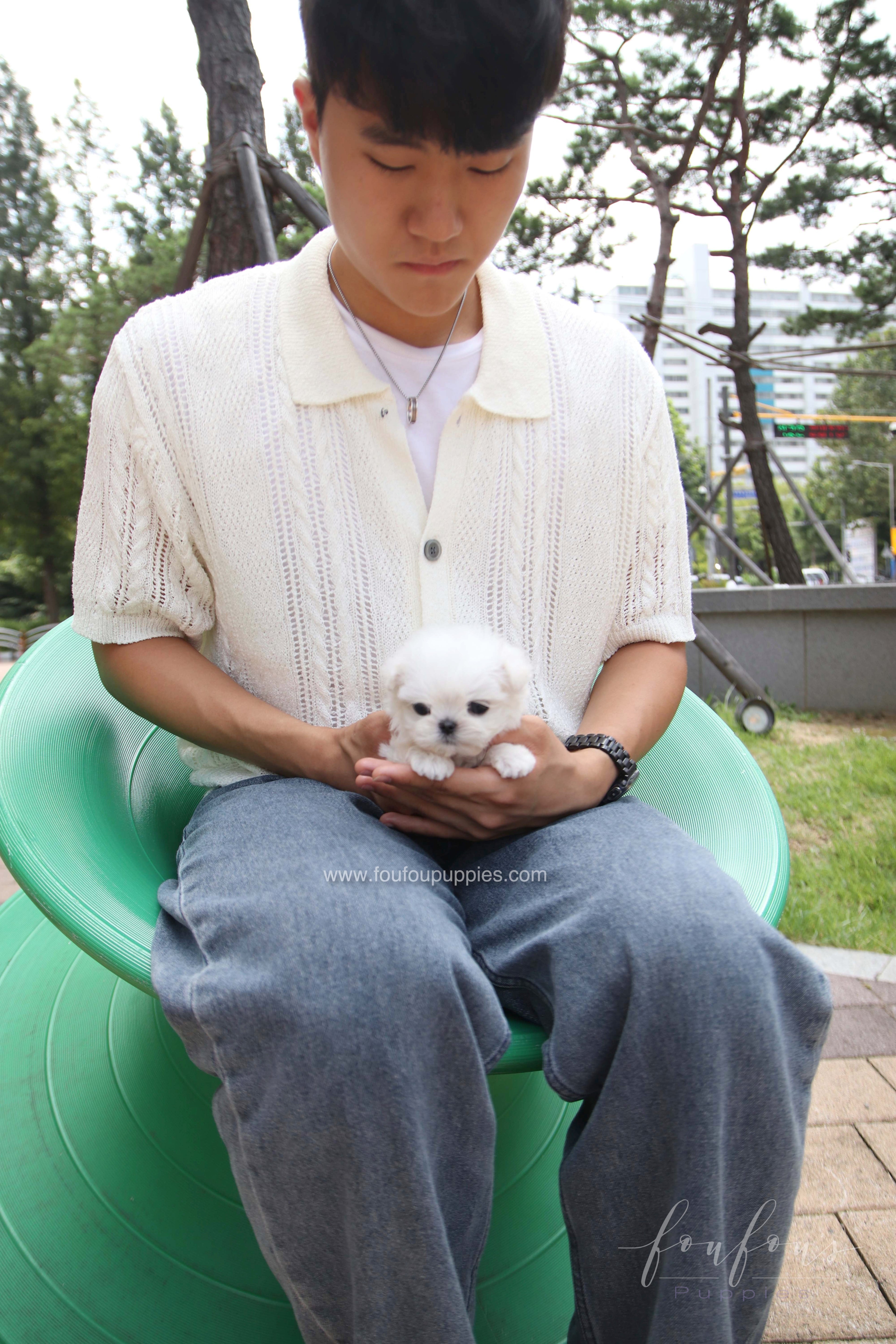 PoohBear - Maltese M.