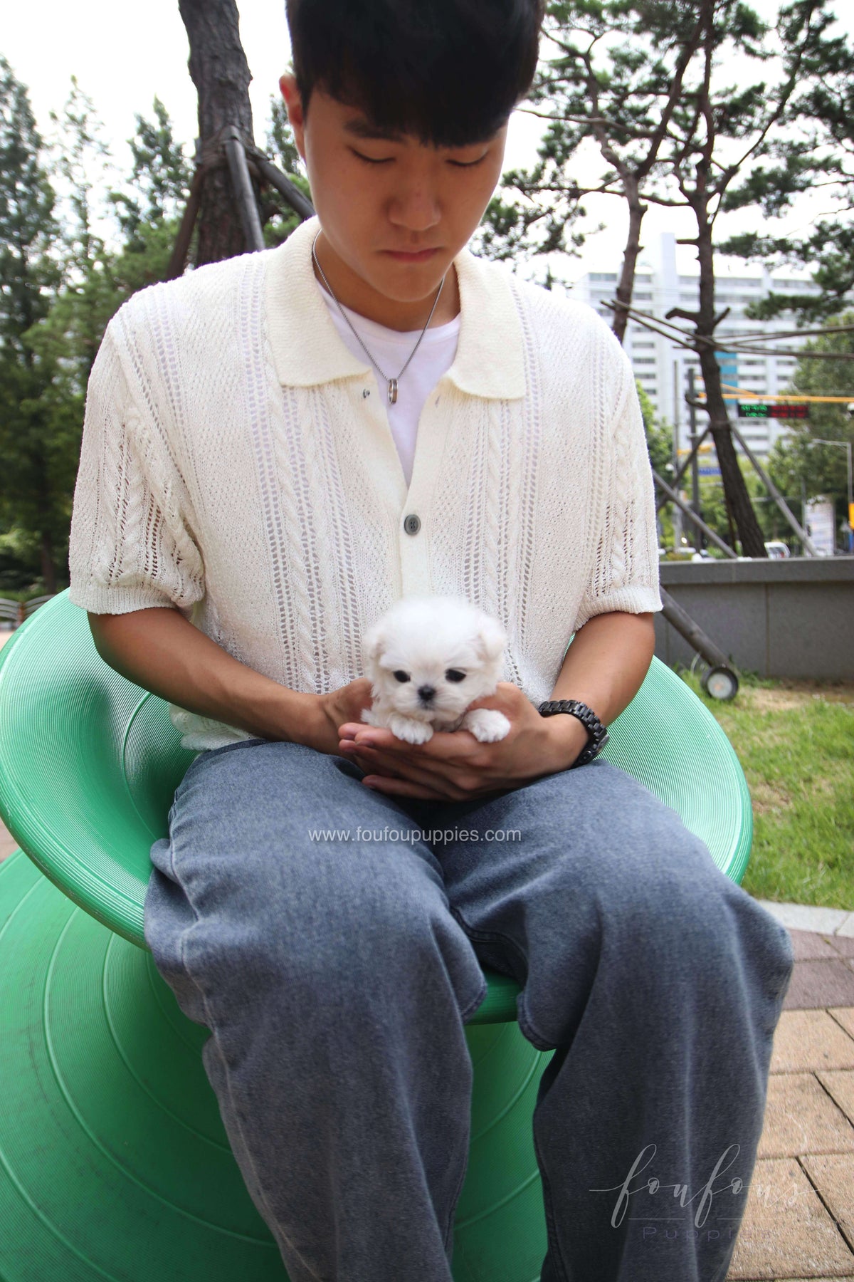 PoohBear - Maltese M.