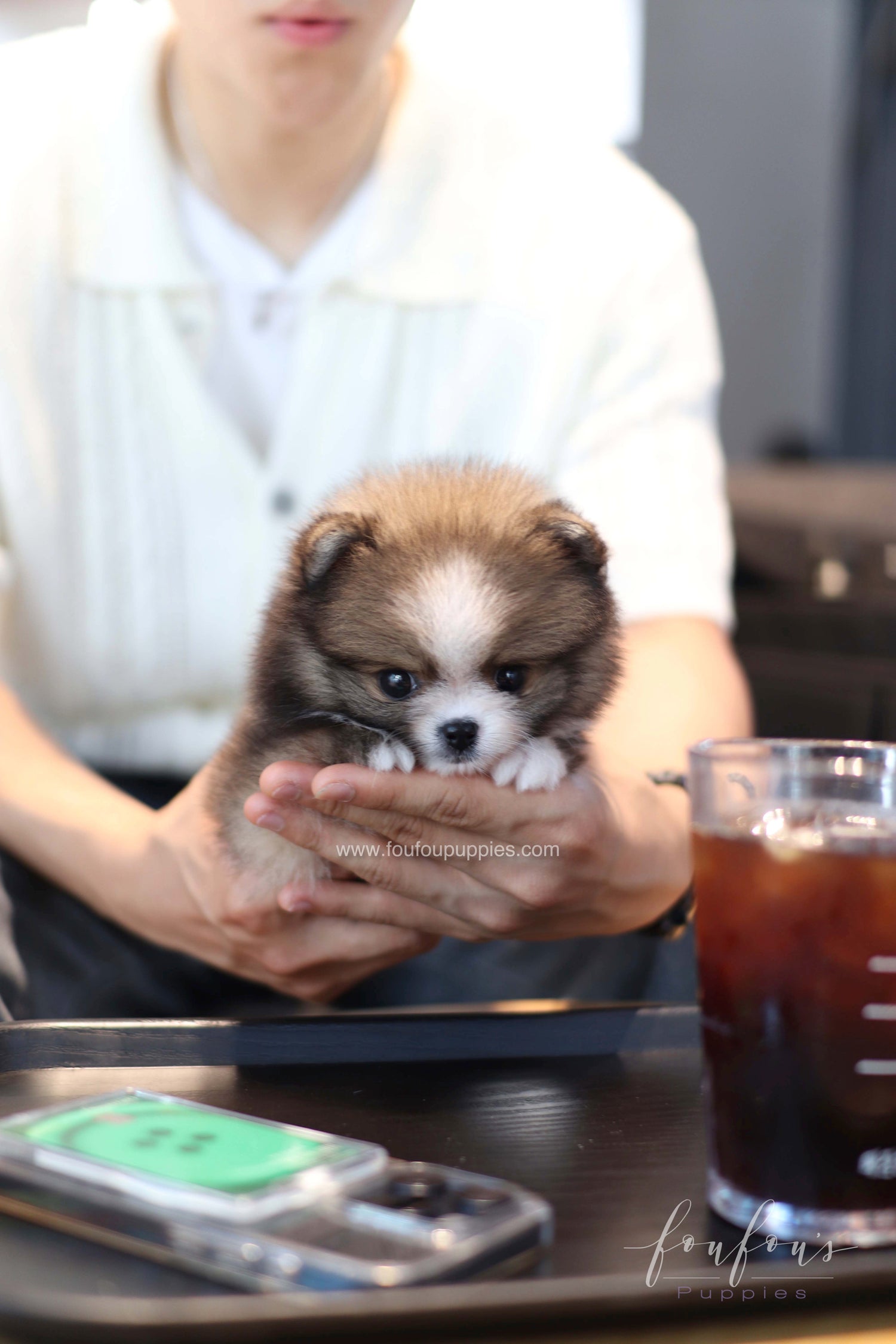 Kelly - Pomeranian F.