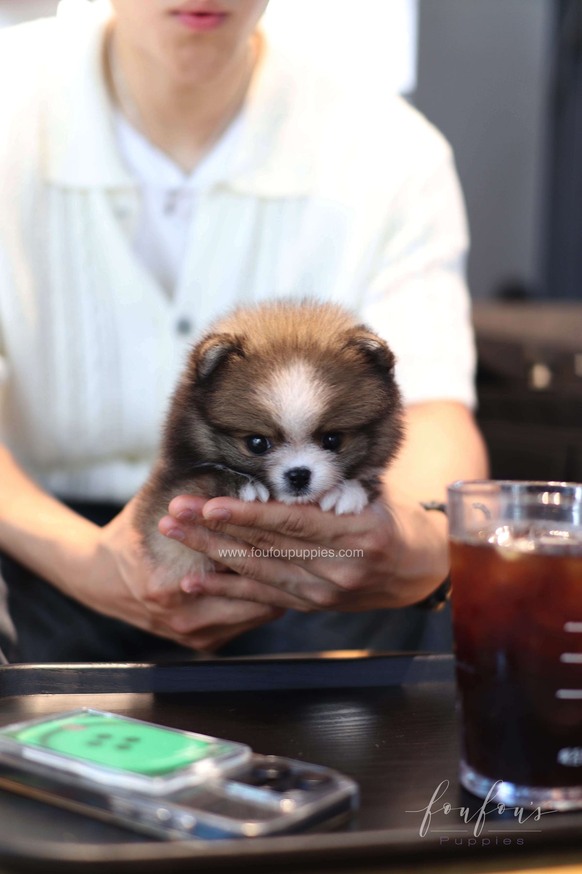Kelly - Pomeranian F.