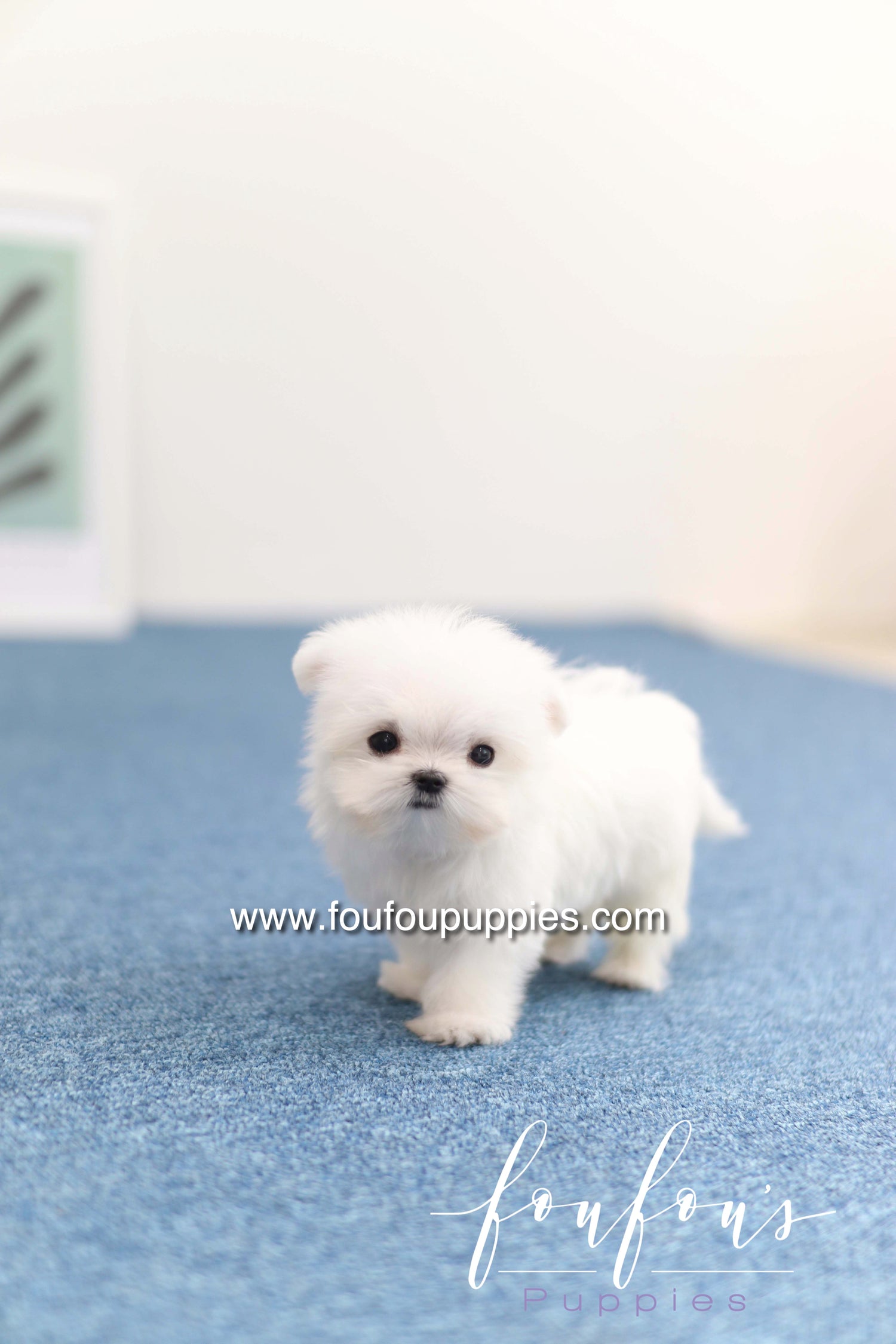 Daisy - Maltese F. -
