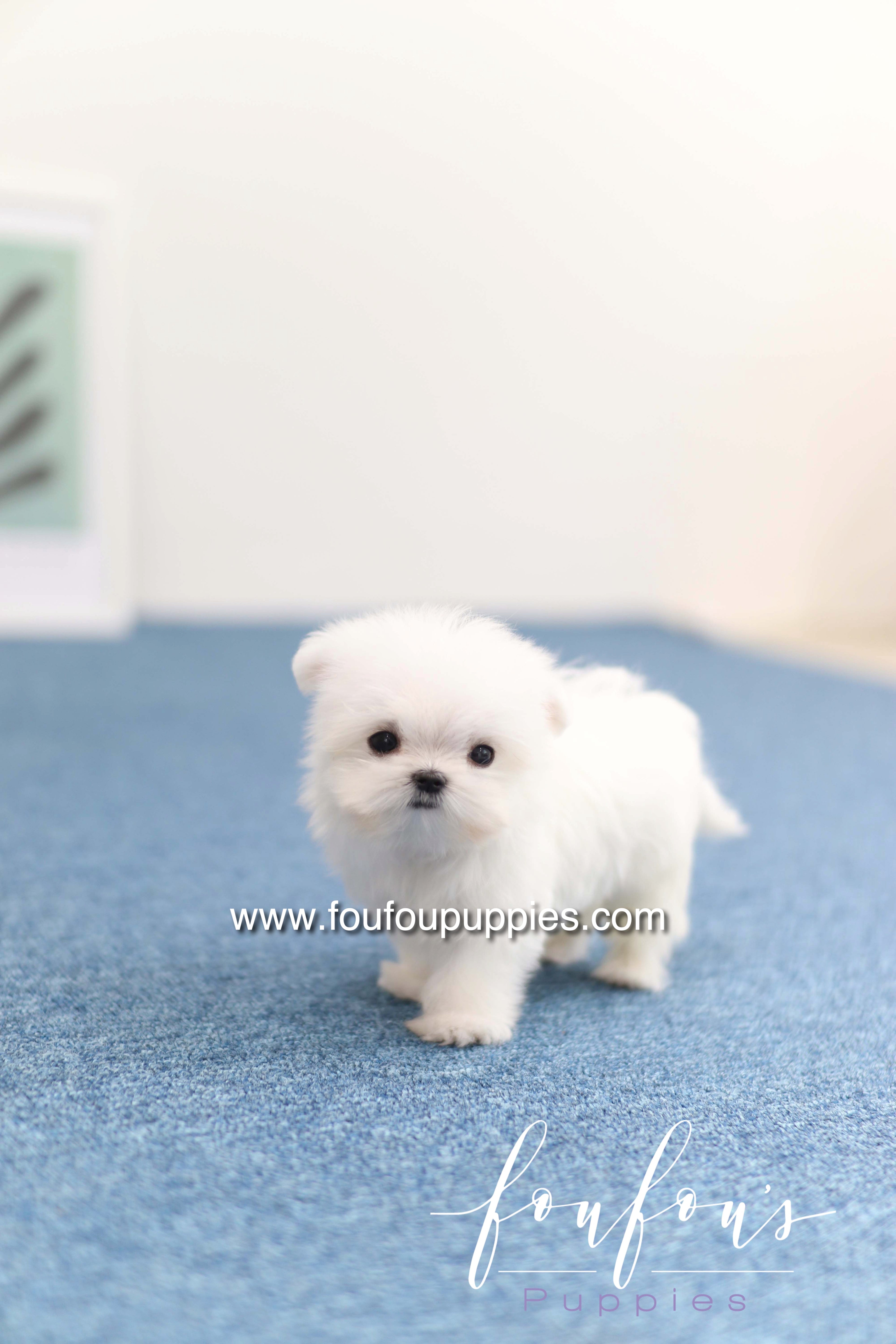 Daisy - Maltese F. -