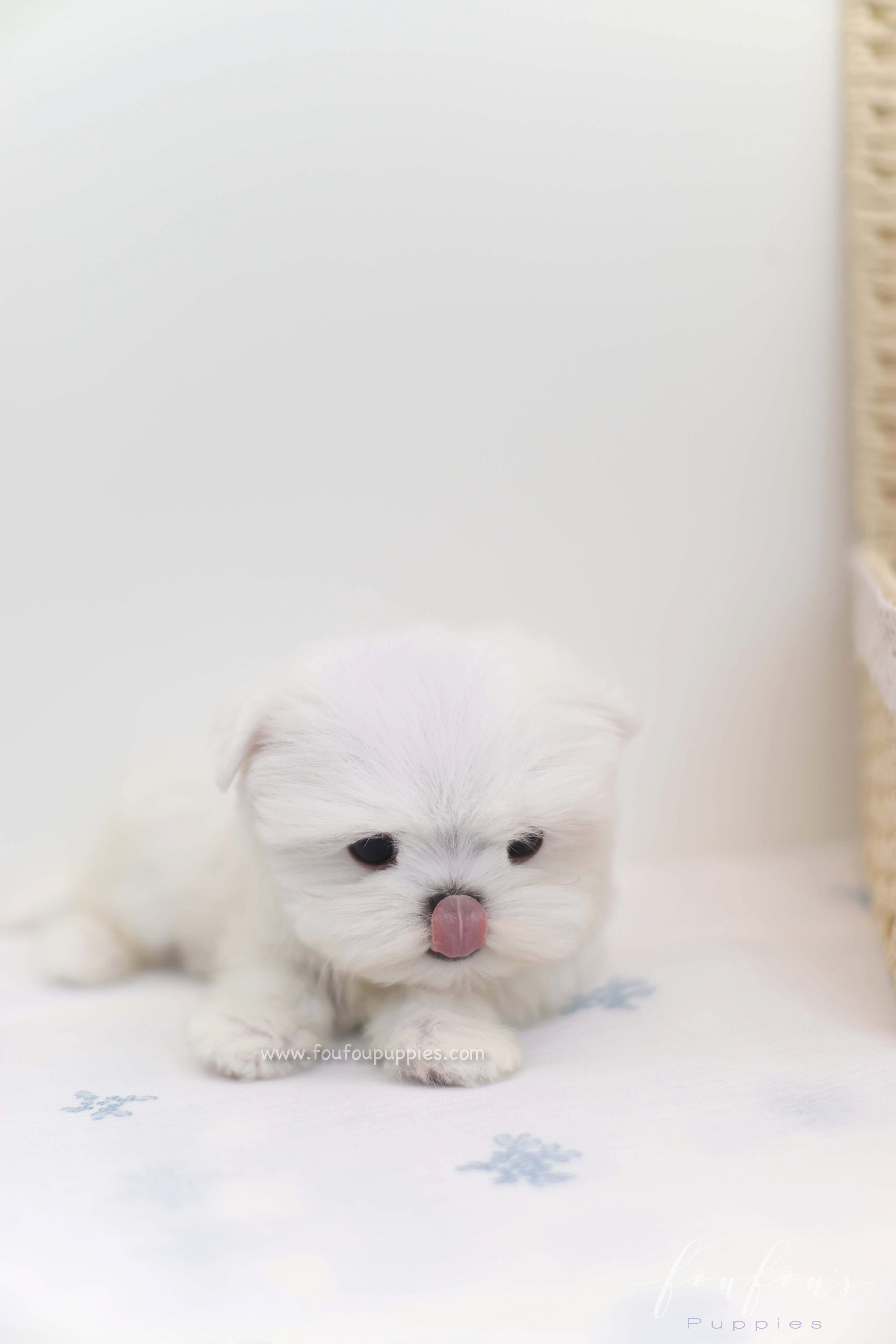 Willow - Maltese F.