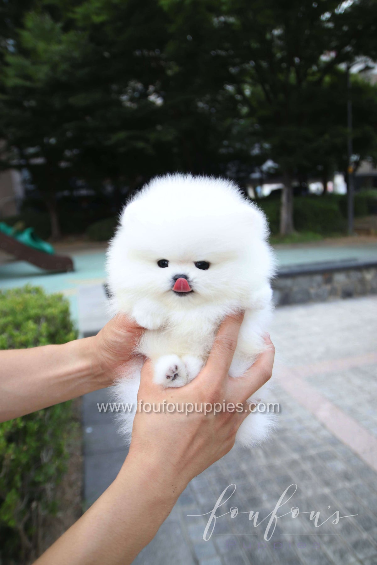 Marshmallow - Pomeranian M.