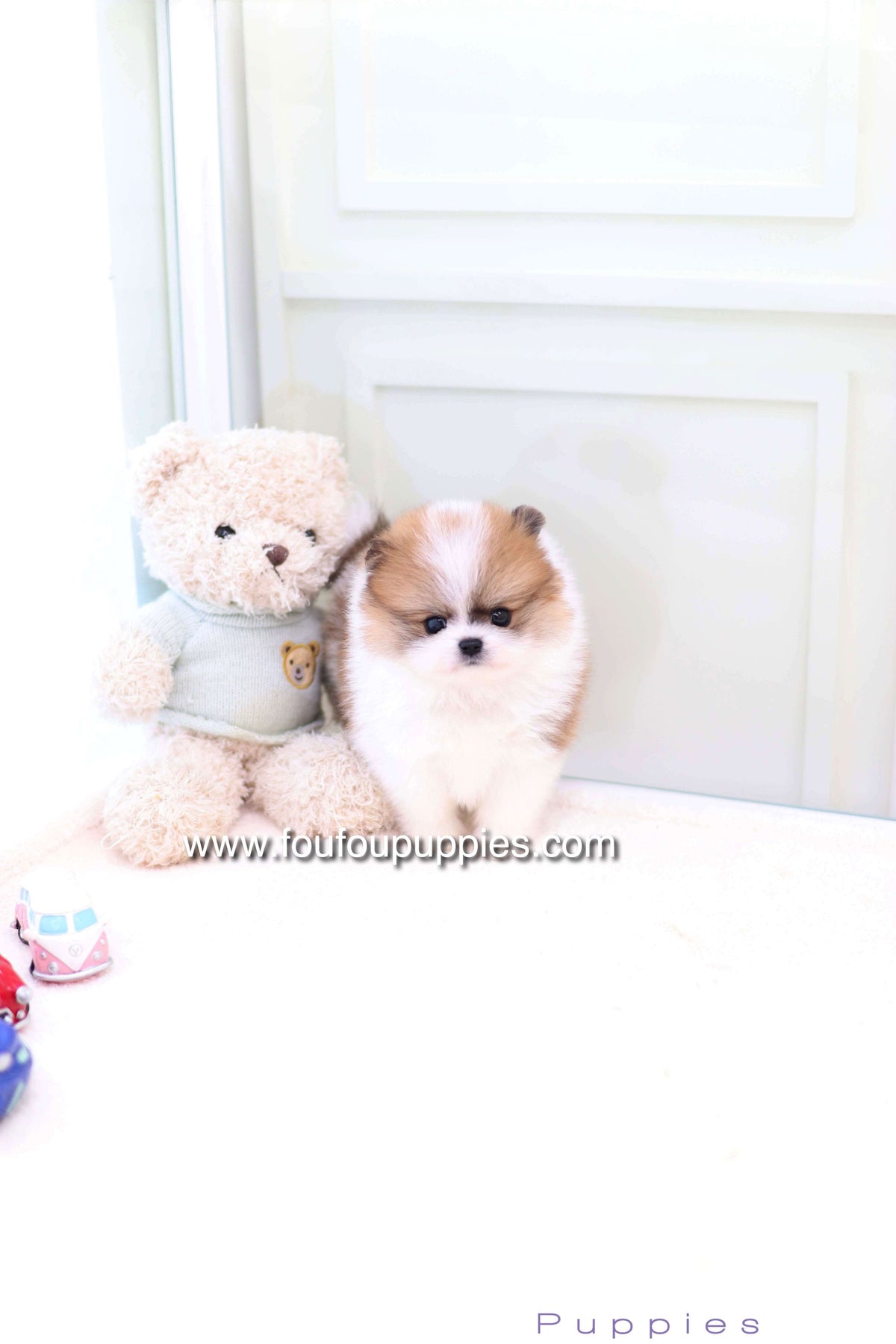 Mushy - Pomeranian M.