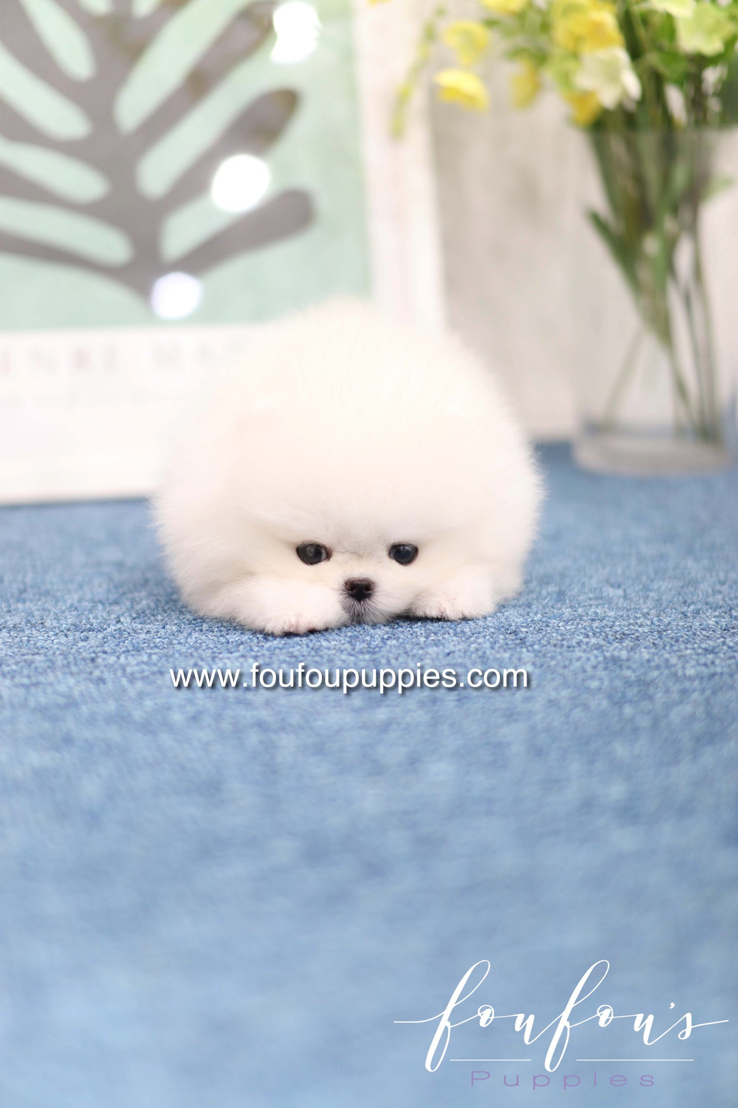 Teddy - Pomeranian M.