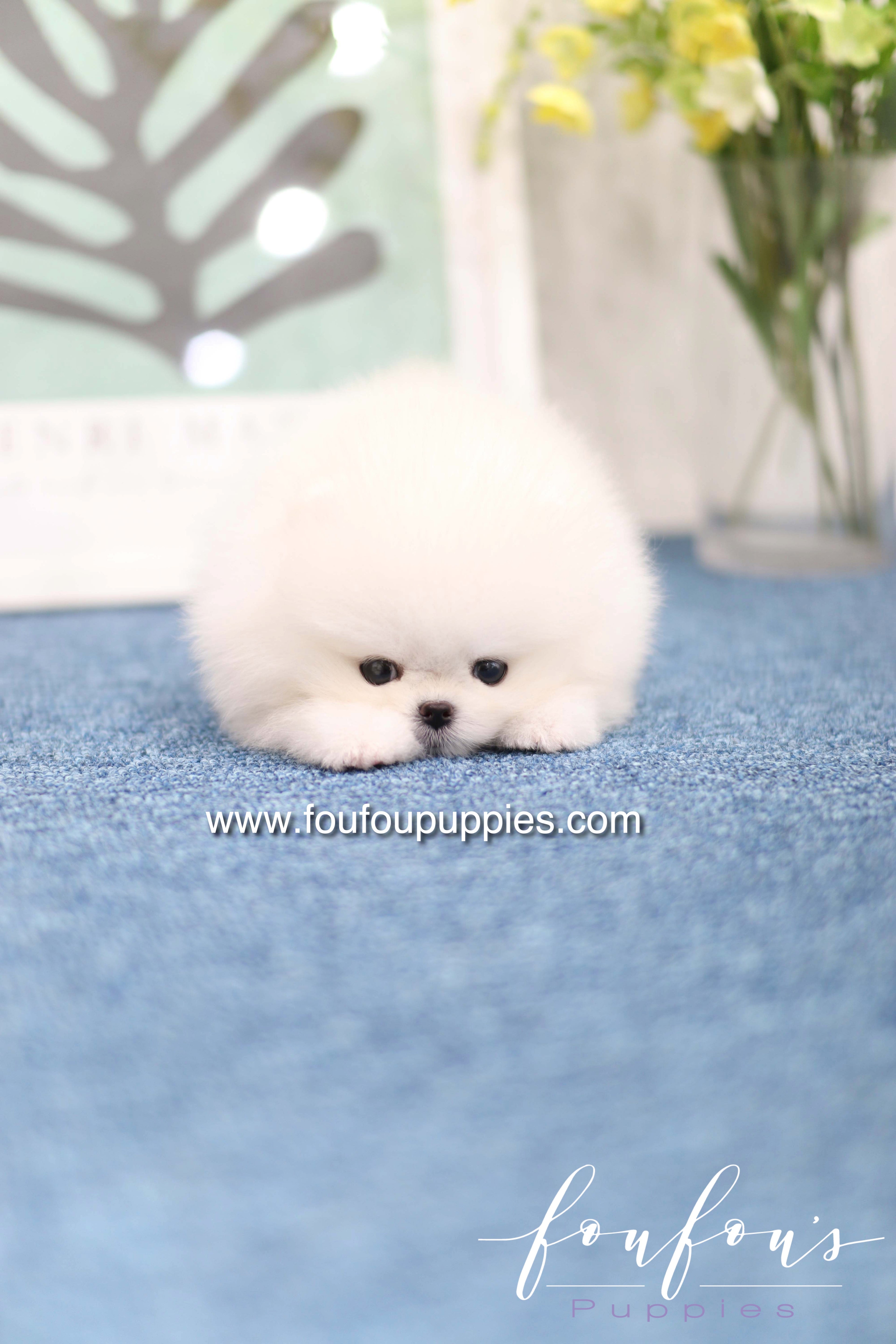 Teddy - Pomeranian M.