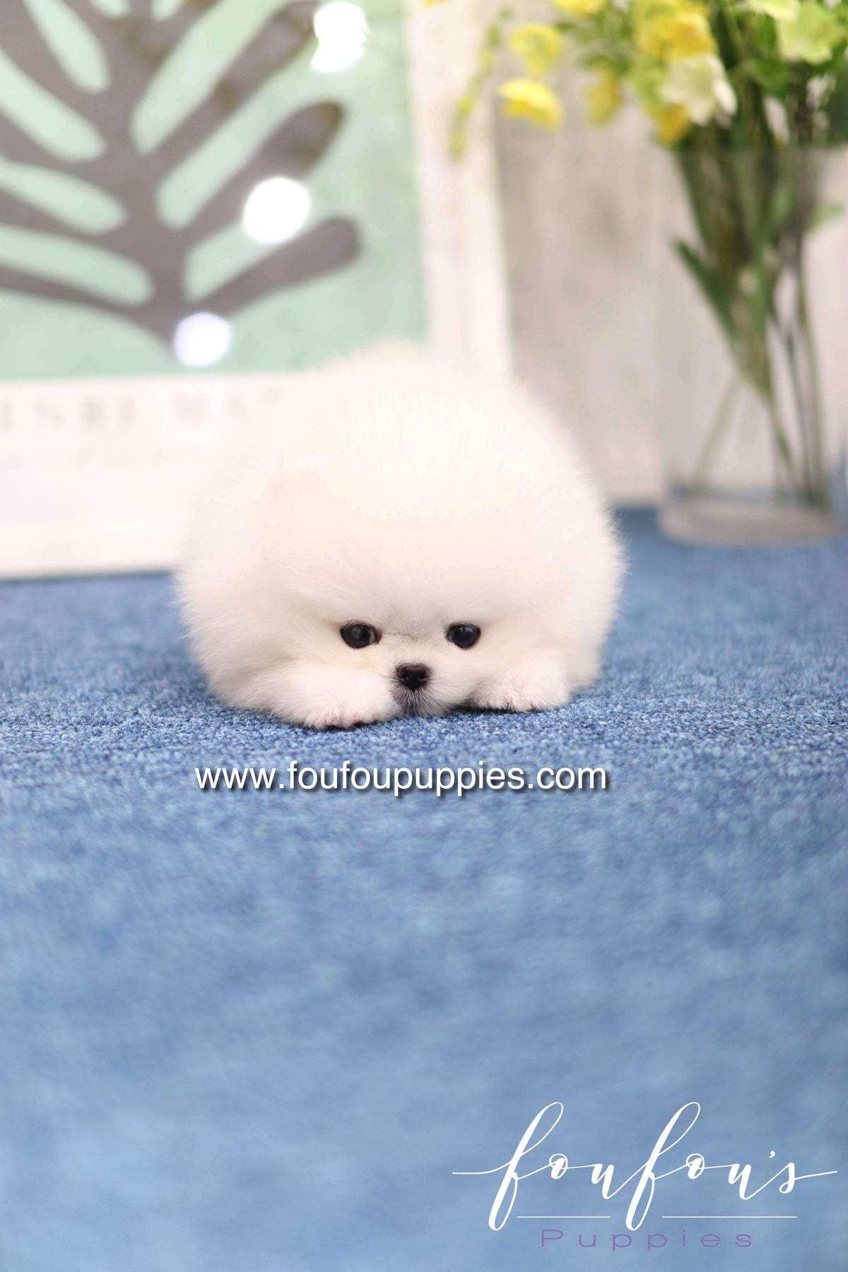 Teddy - Pomeranian M.