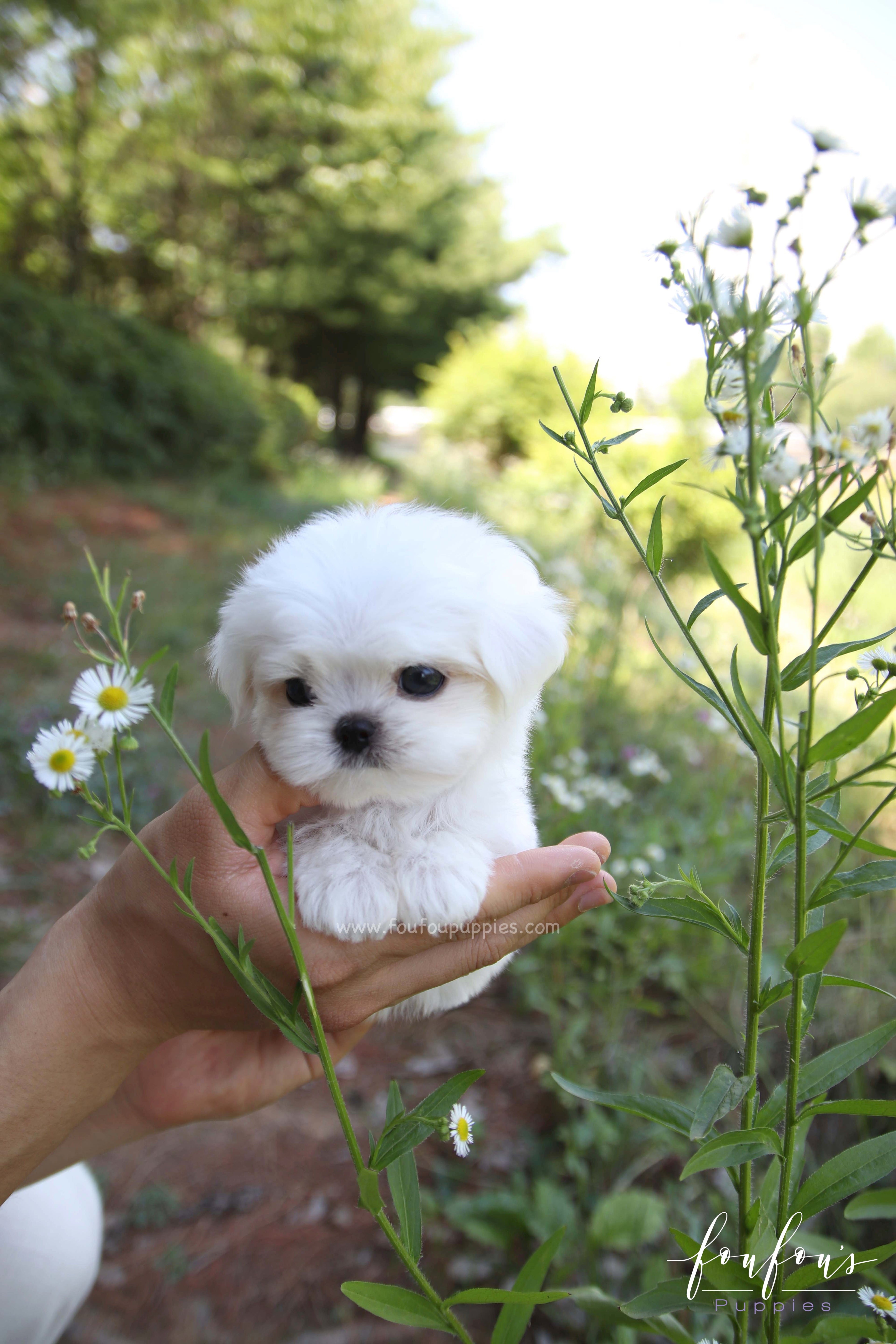 BonBon - Maltese M.
