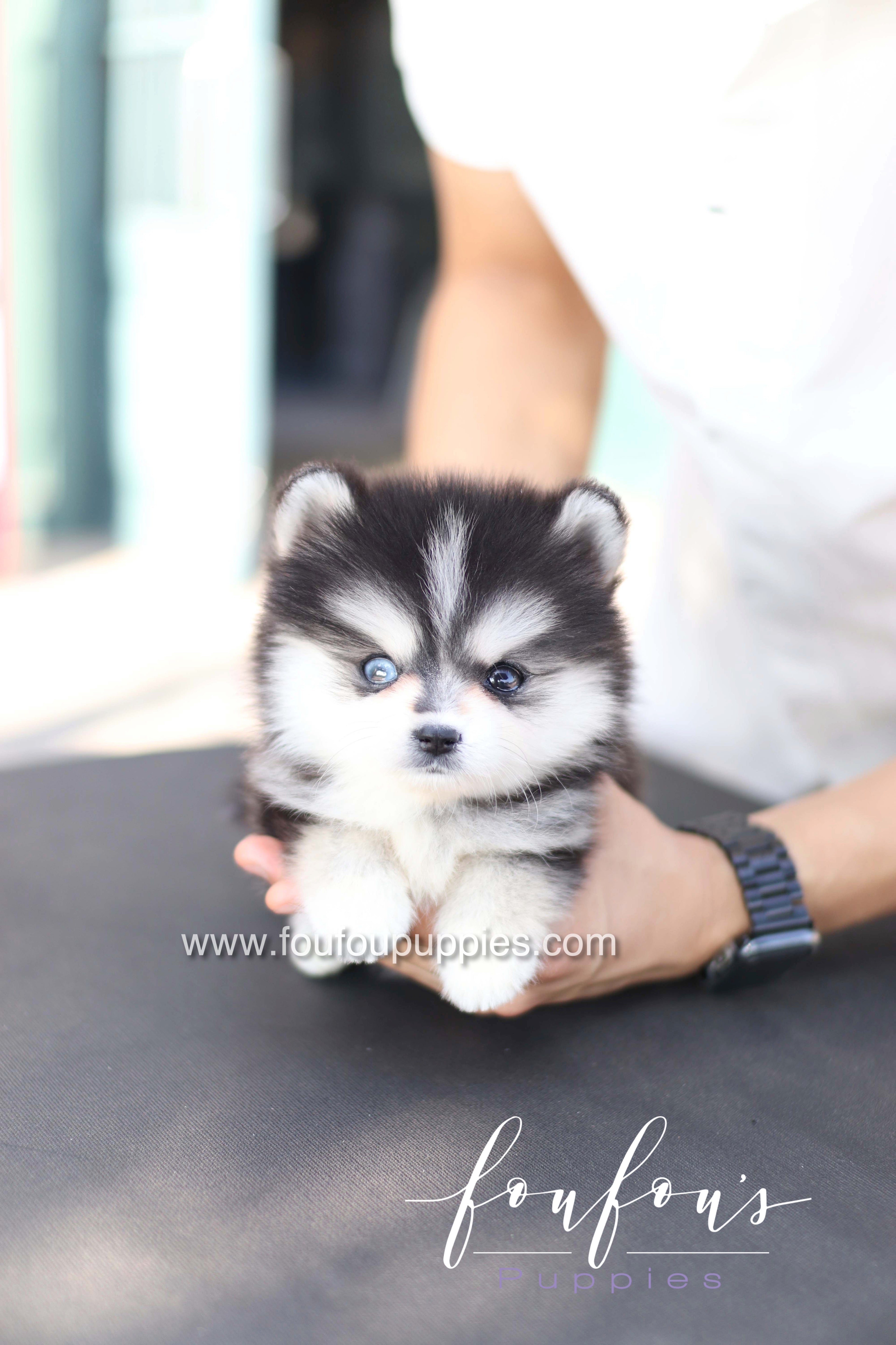 Moíshi - Pomsky M.