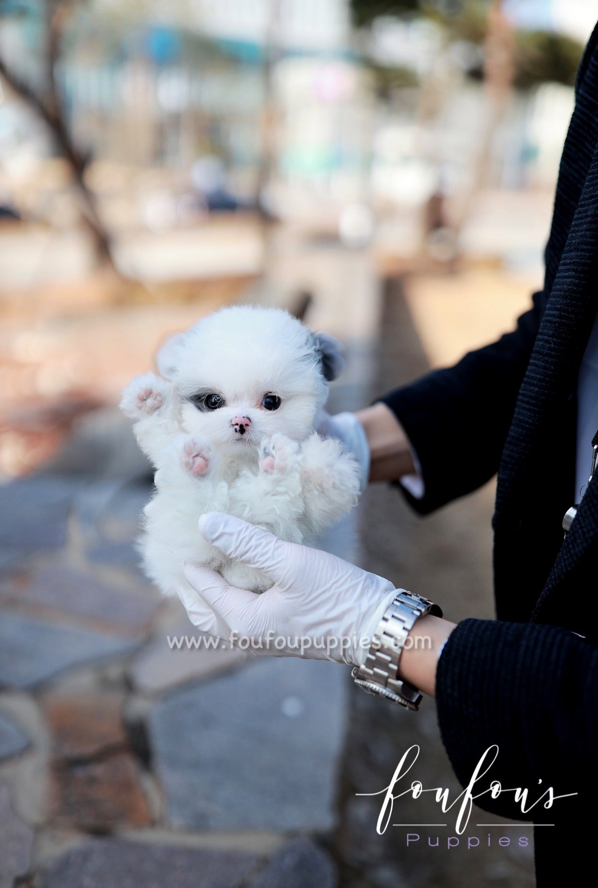 Goji - Poodle M.