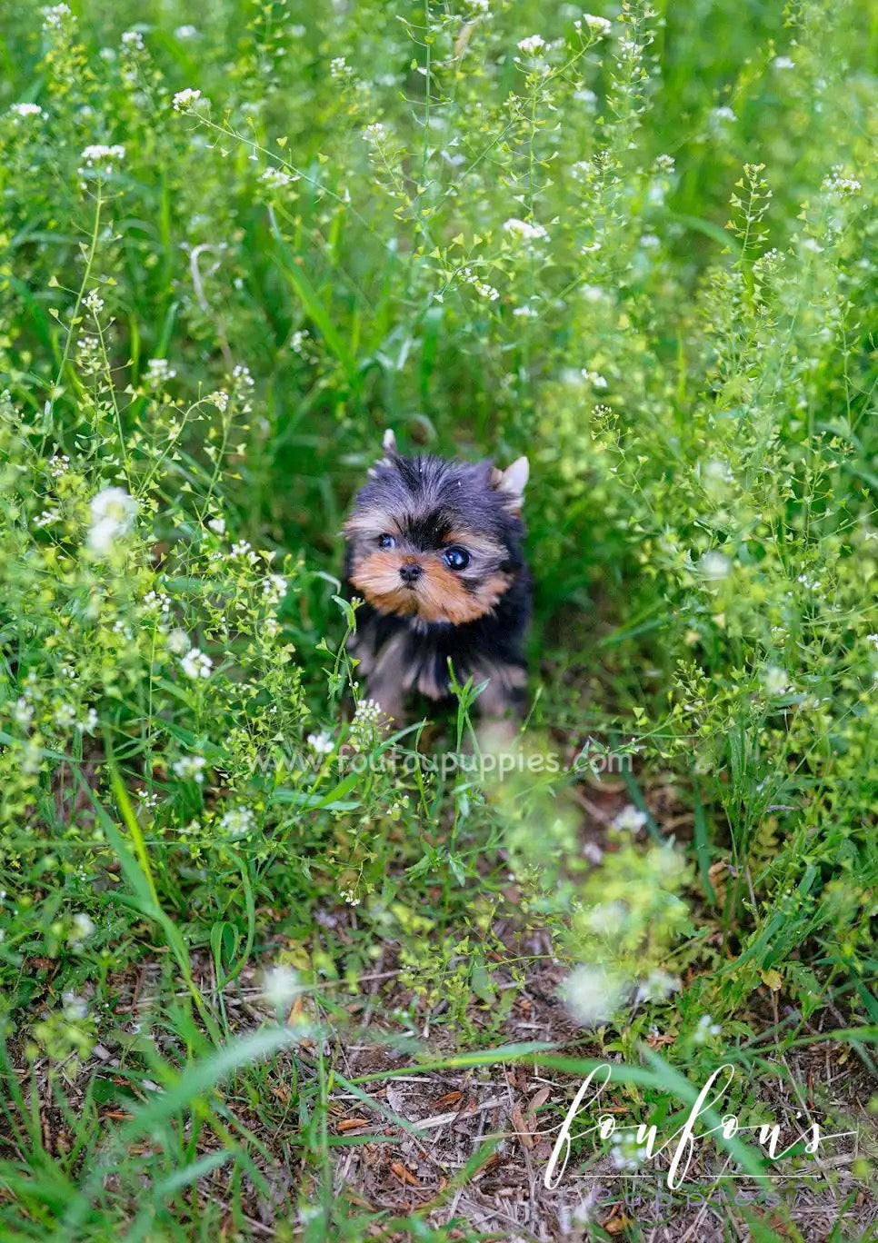 Allie - Yorkshire Terrier F.