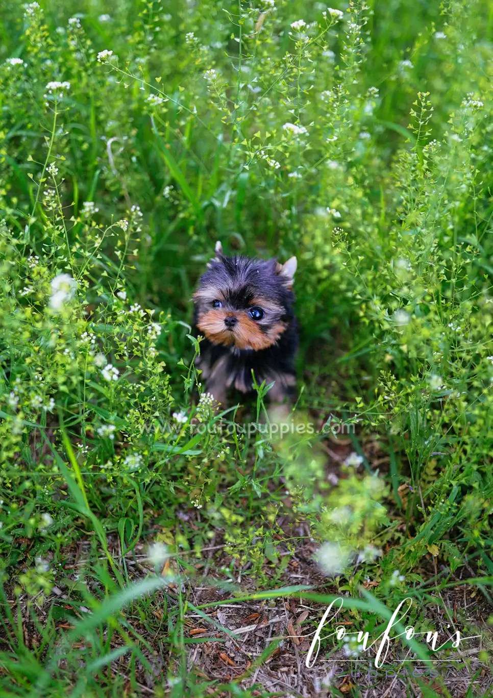Allie - Yorkshire Terrier F.