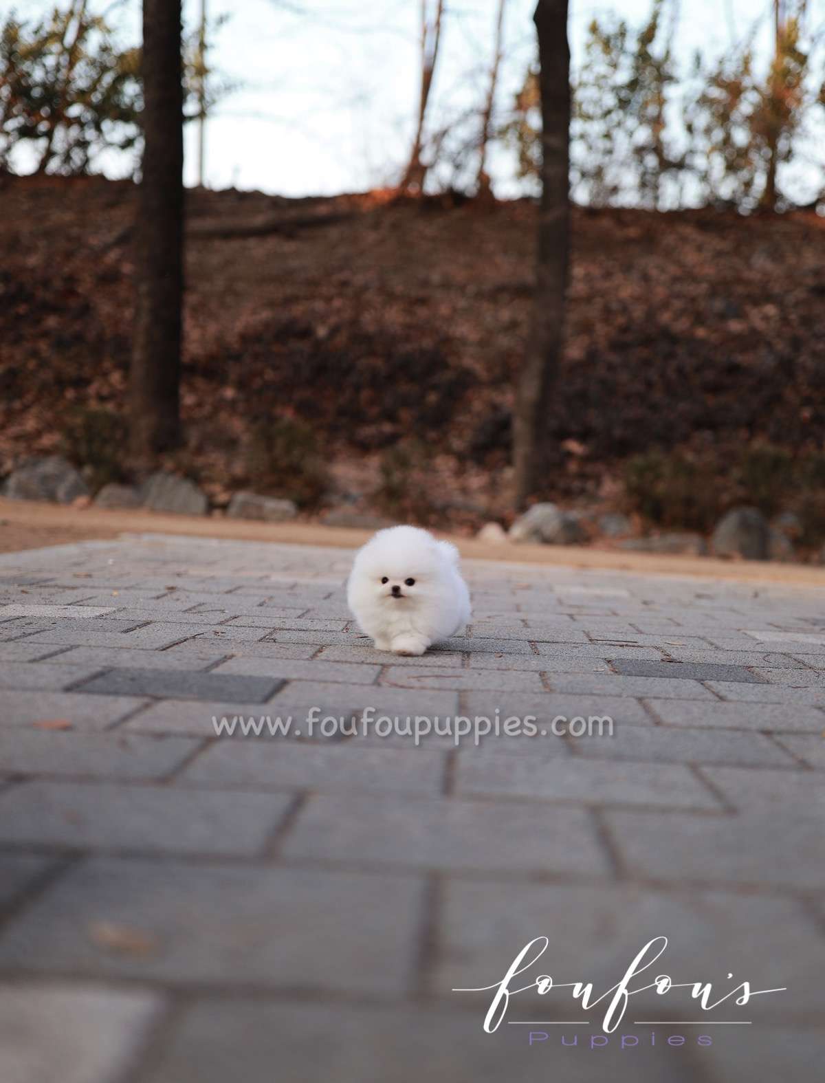 Nova - Pomeranian F.