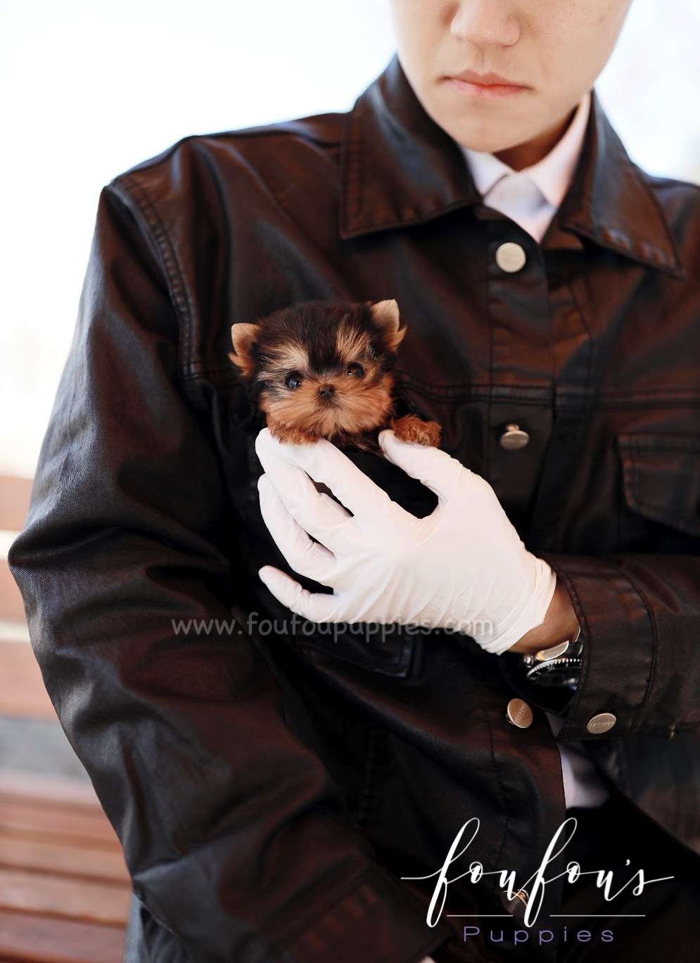 Muffin - Yorkshire Terrier M.