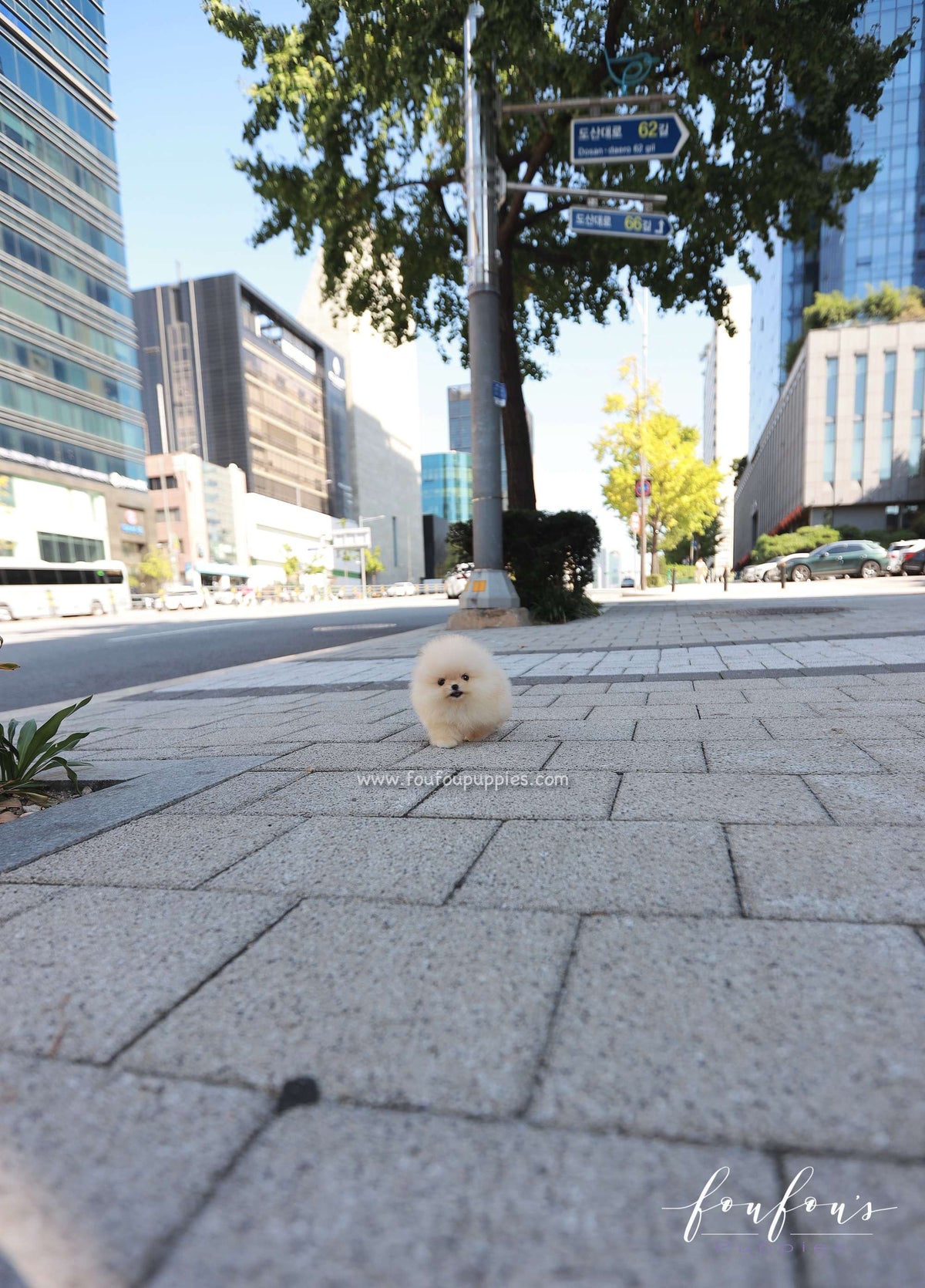 Duke - Pomeranian M.
