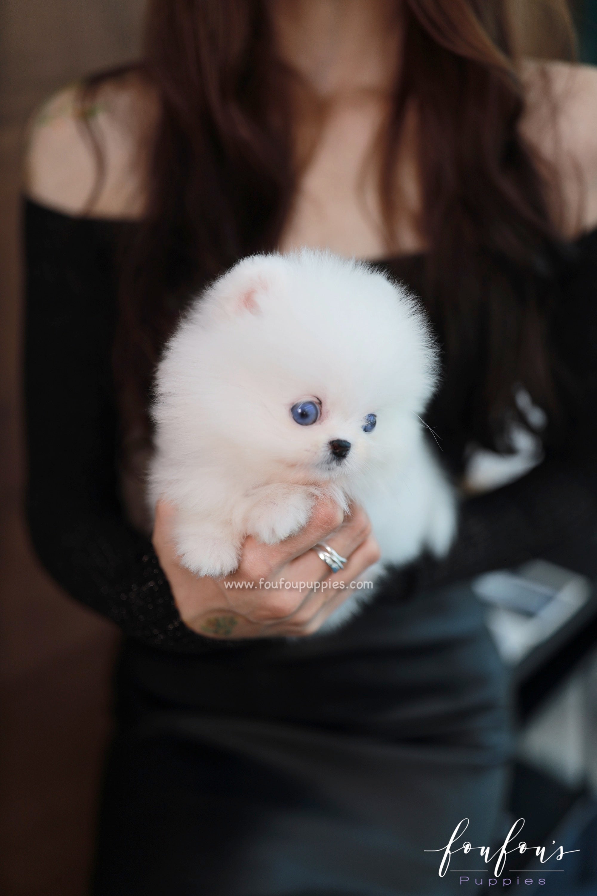 Ciel - Pomeranian F.
