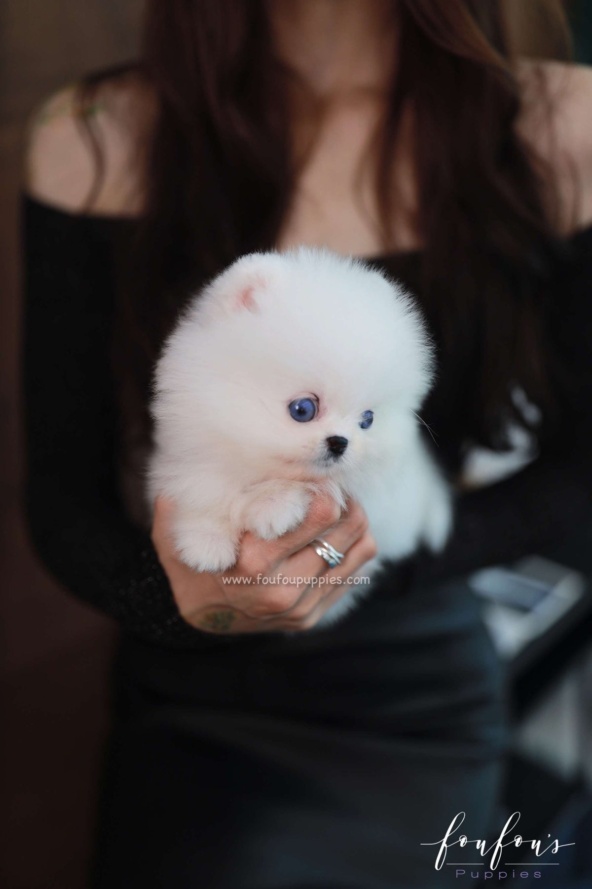 Ciel - Pomeranian F.