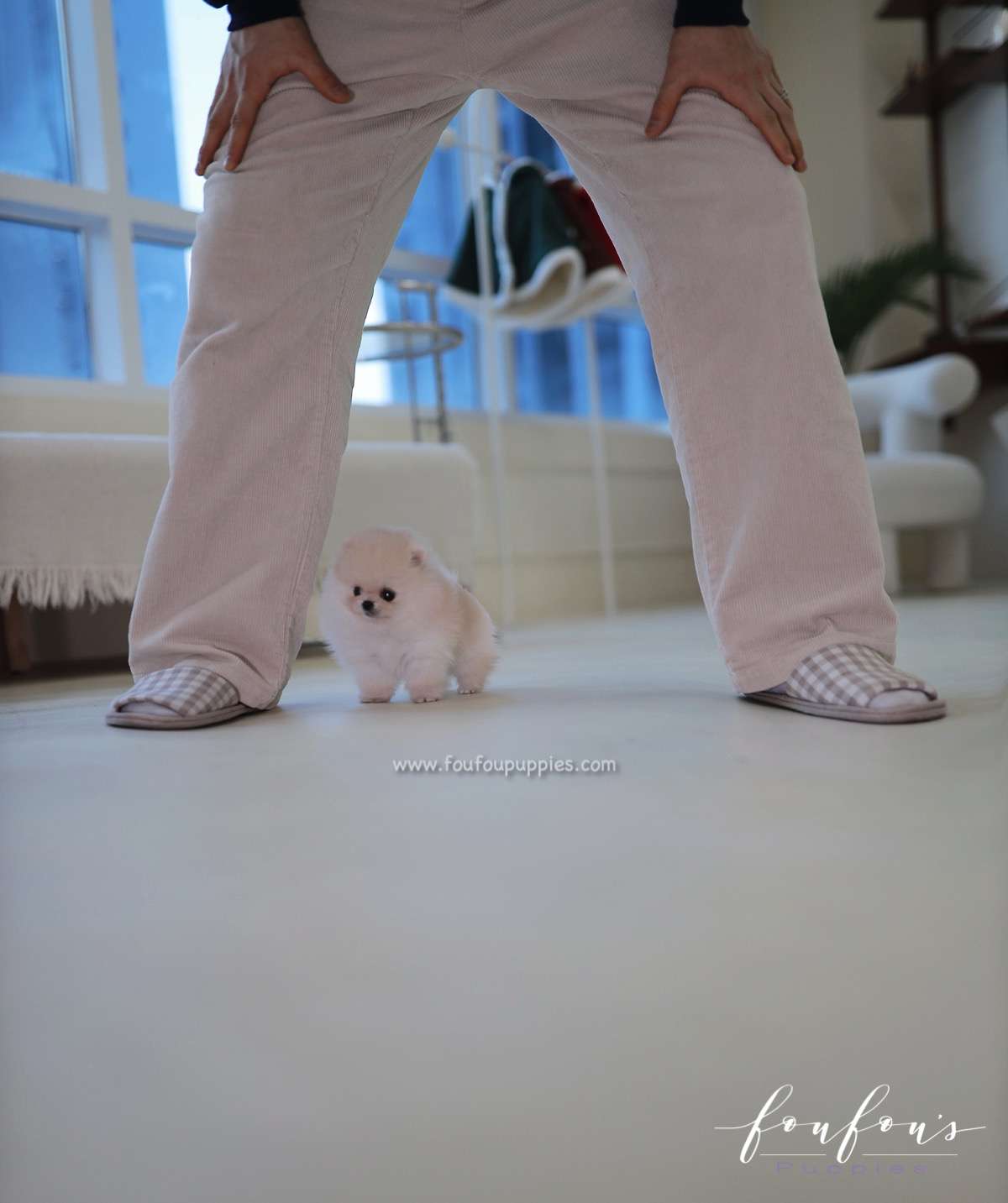 Honey - Pomeranian F.