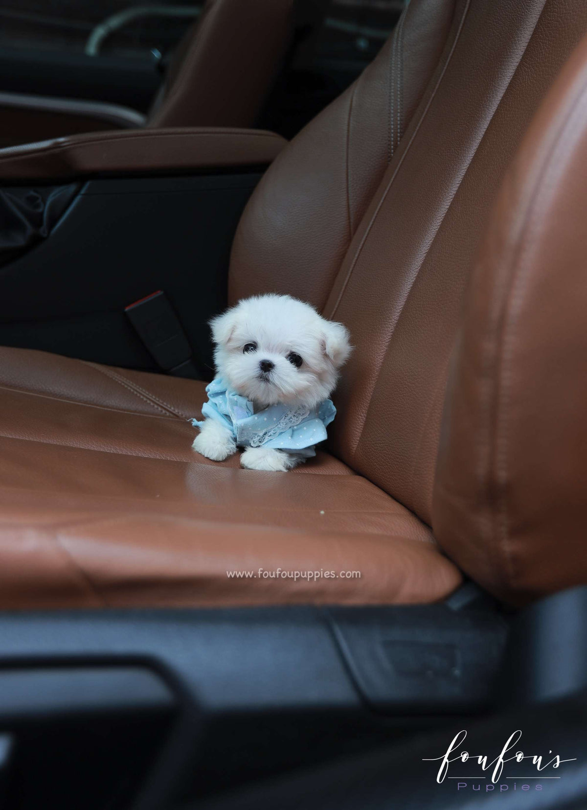 Mochi - Maltese M.