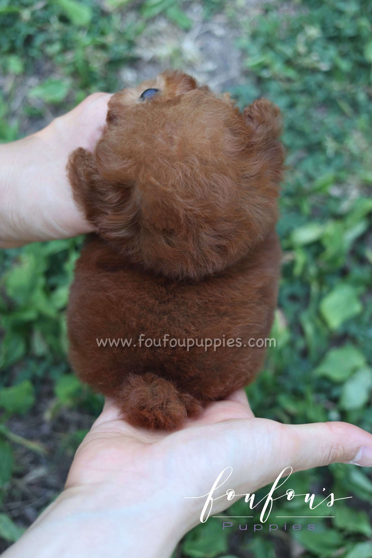 Rosie - Poodle F.