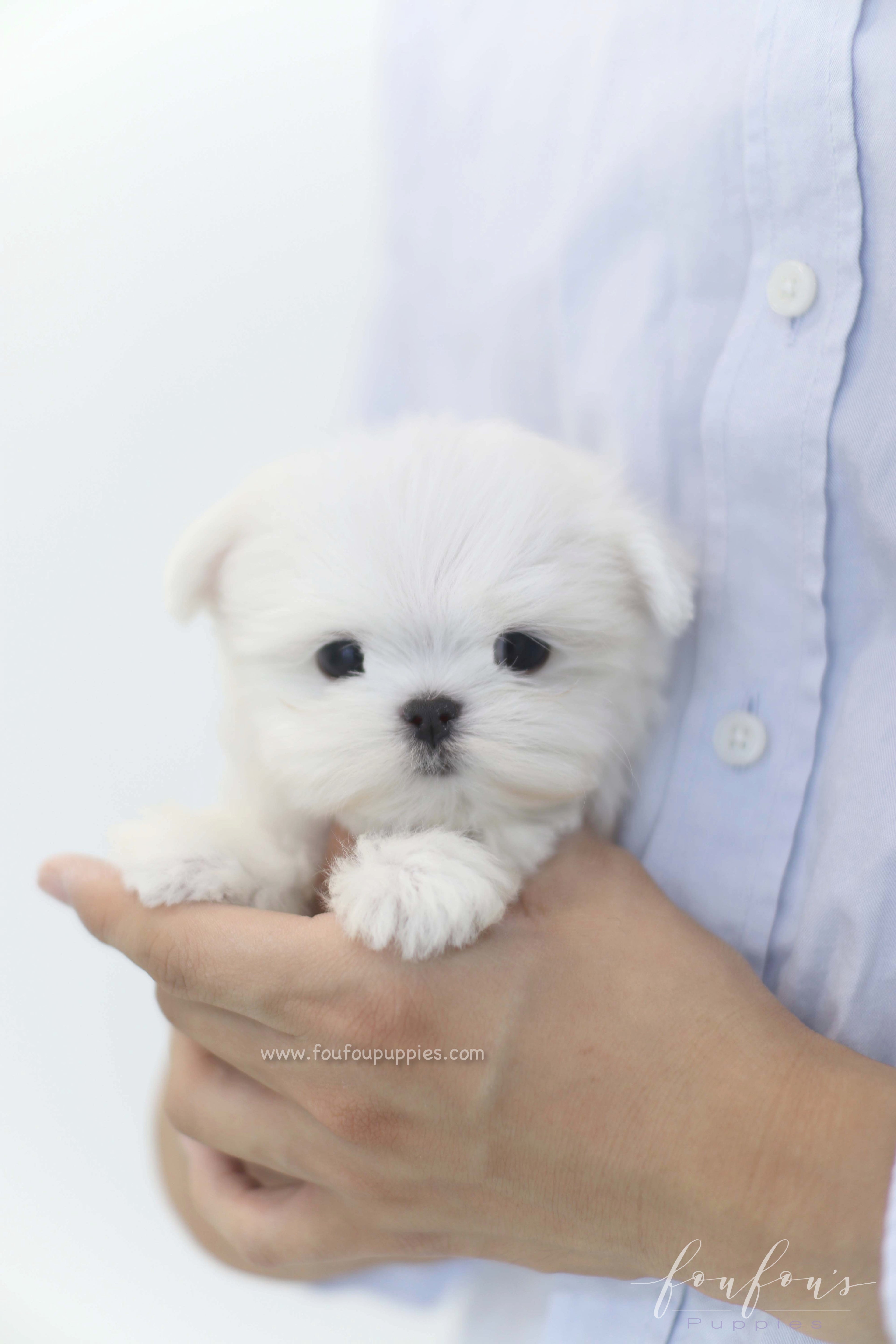 Willow - Maltese F.