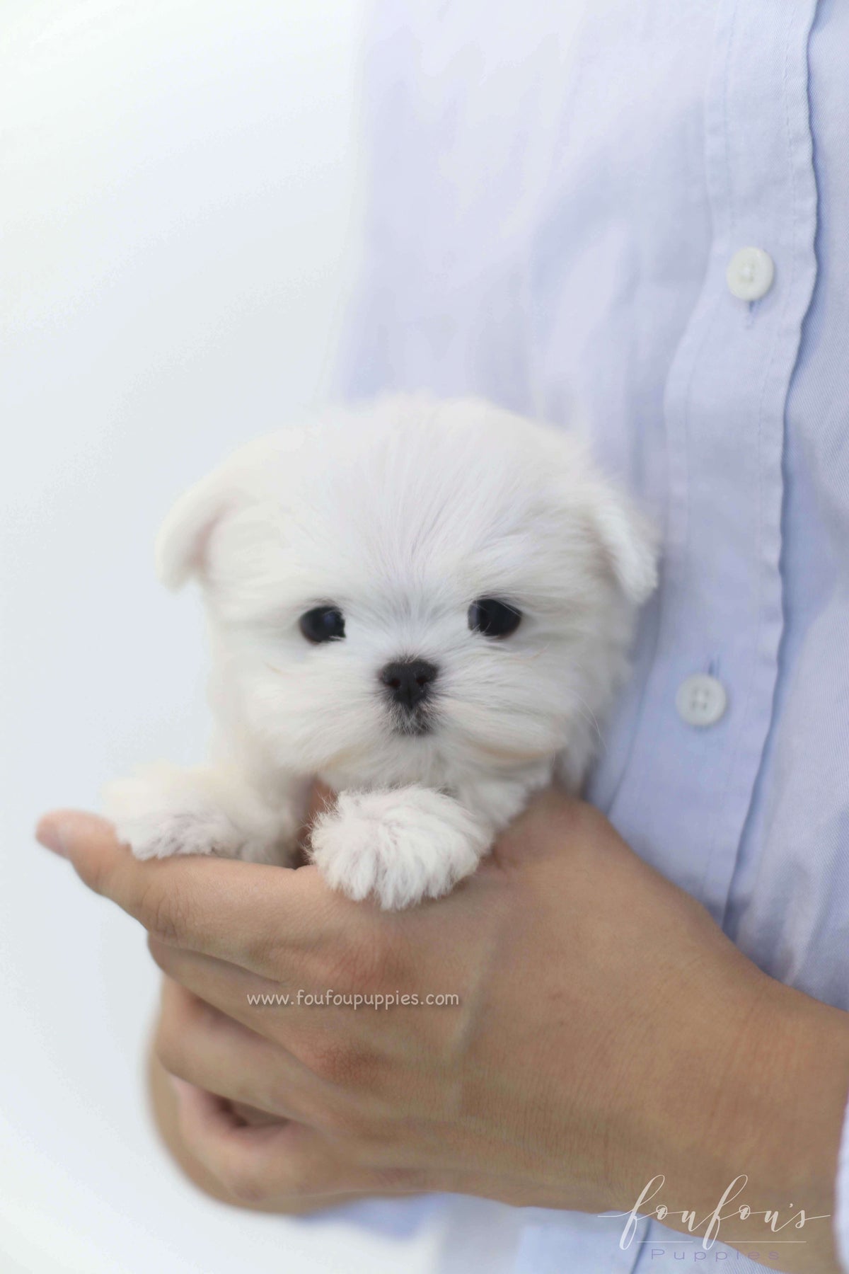 Willow - Maltese F.