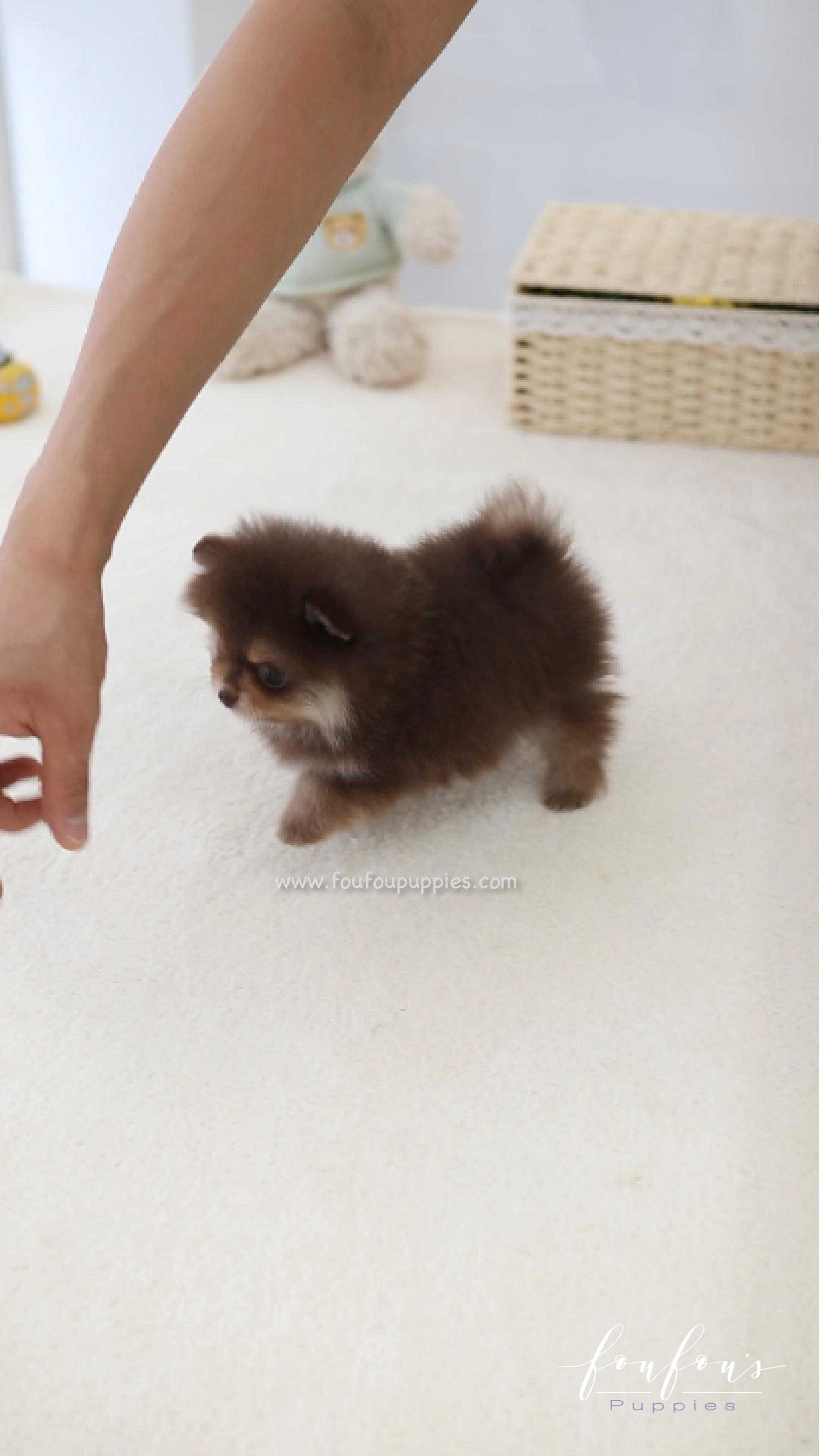 Twix - Pomeranian F.