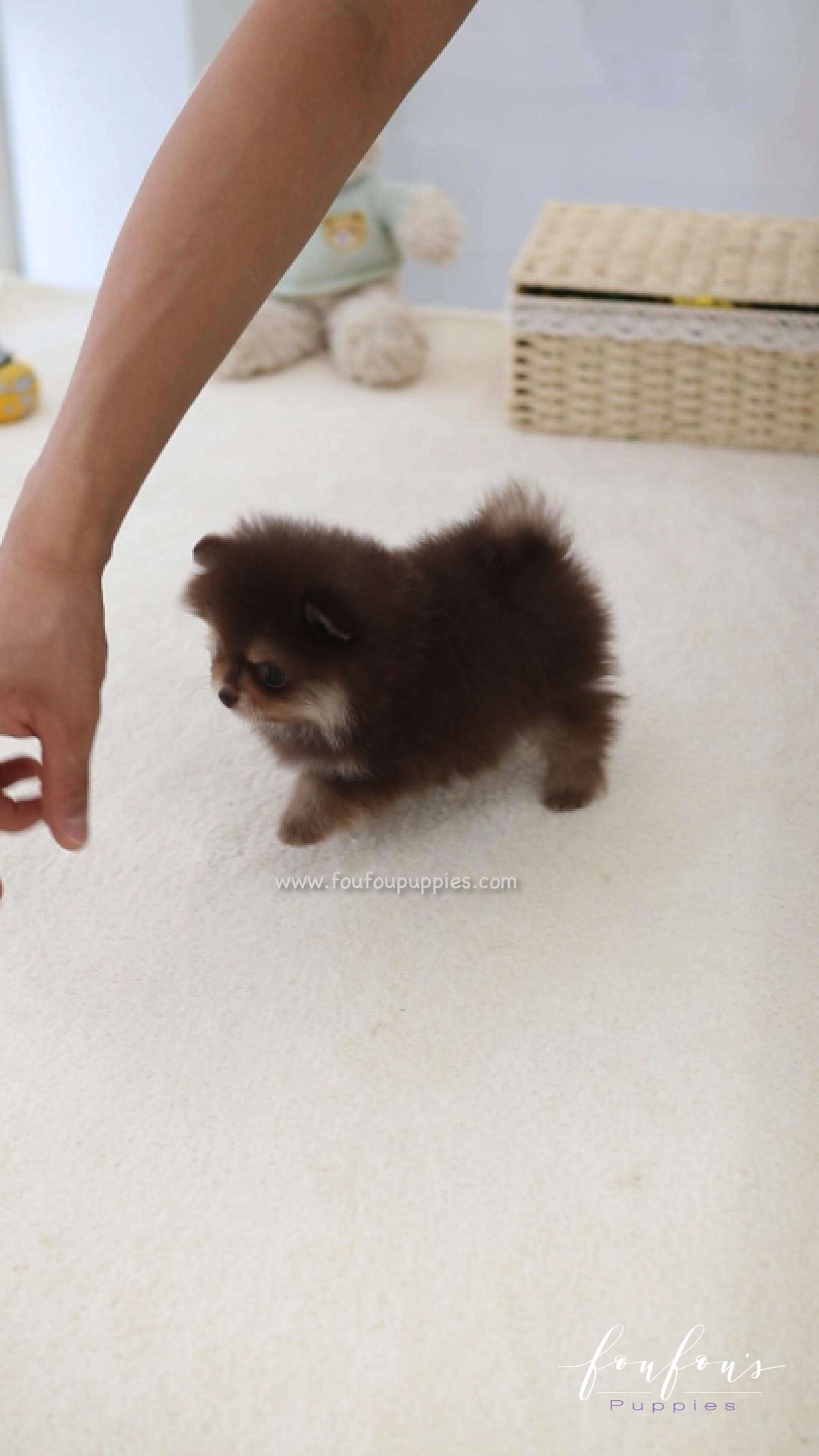 Twix - Pomeranian F.
