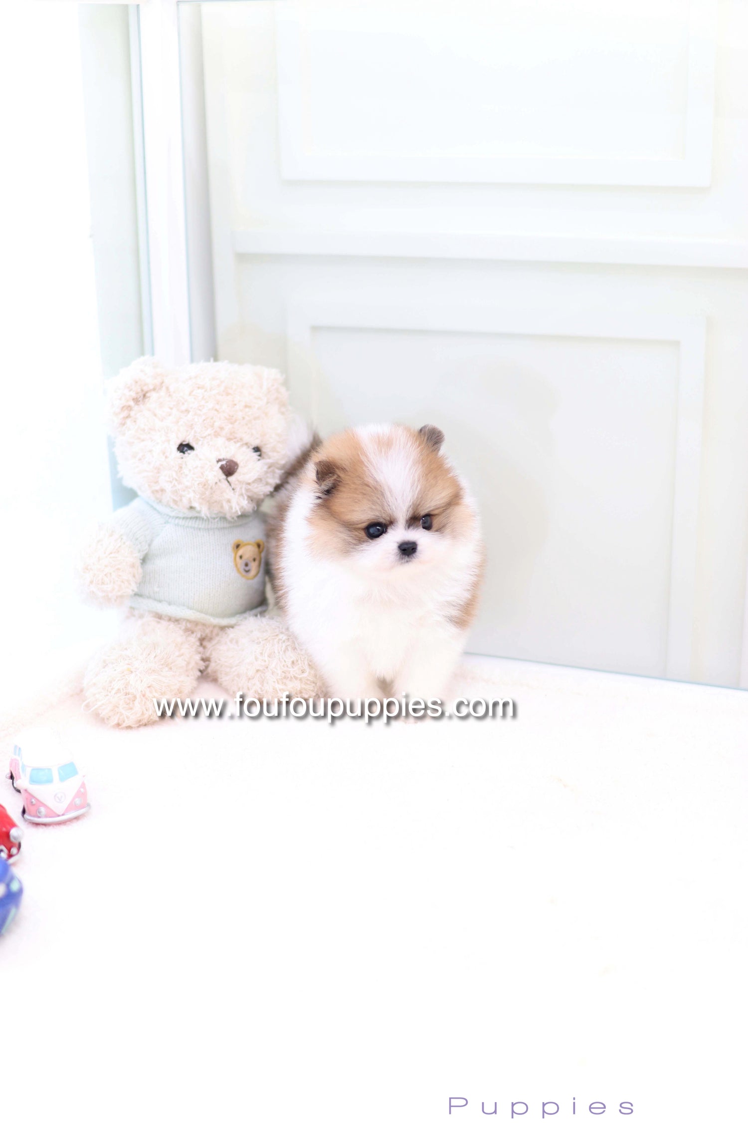 Mushy - Pomeranian M.