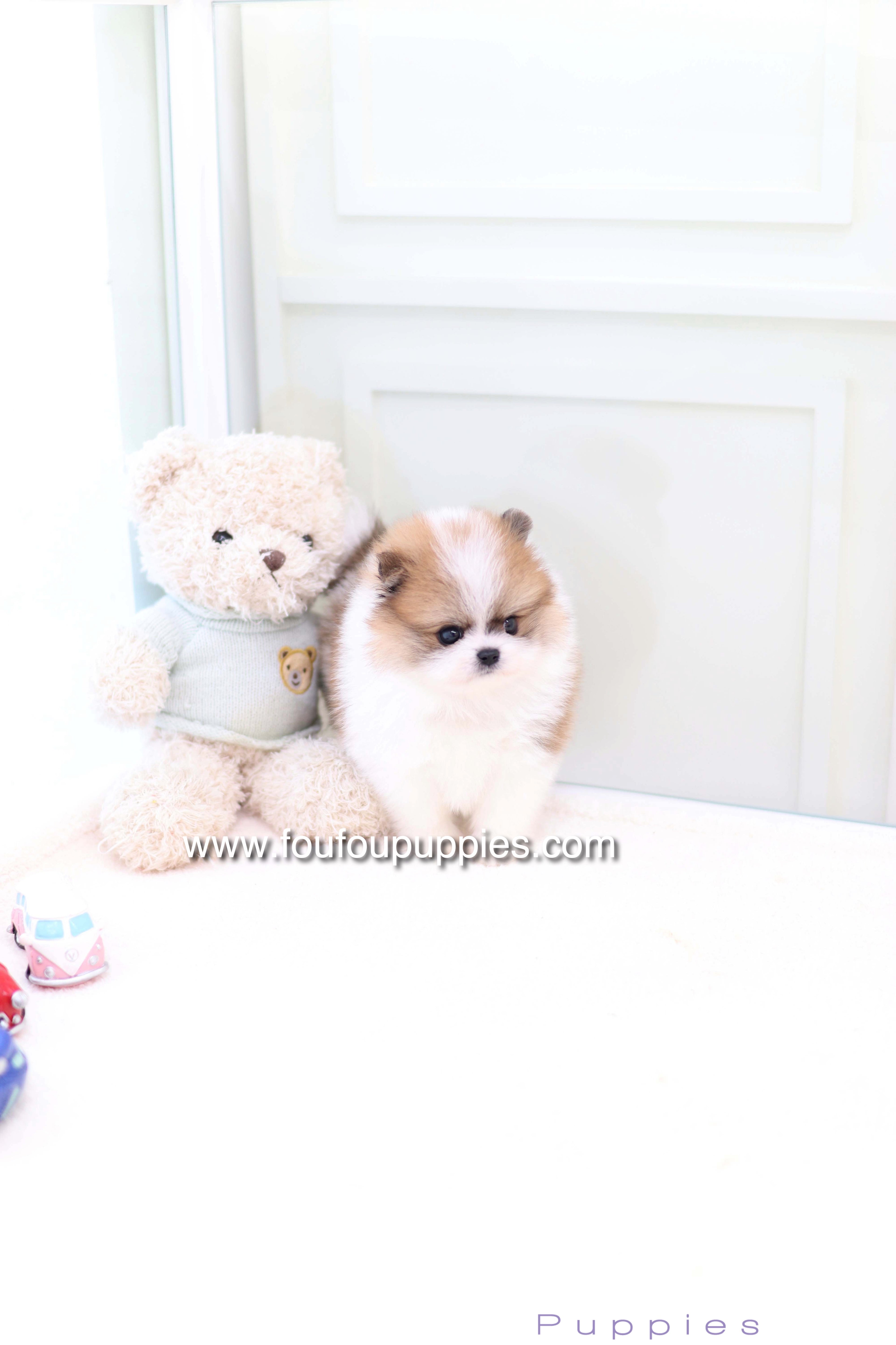 Mushy - Pomeranian M.