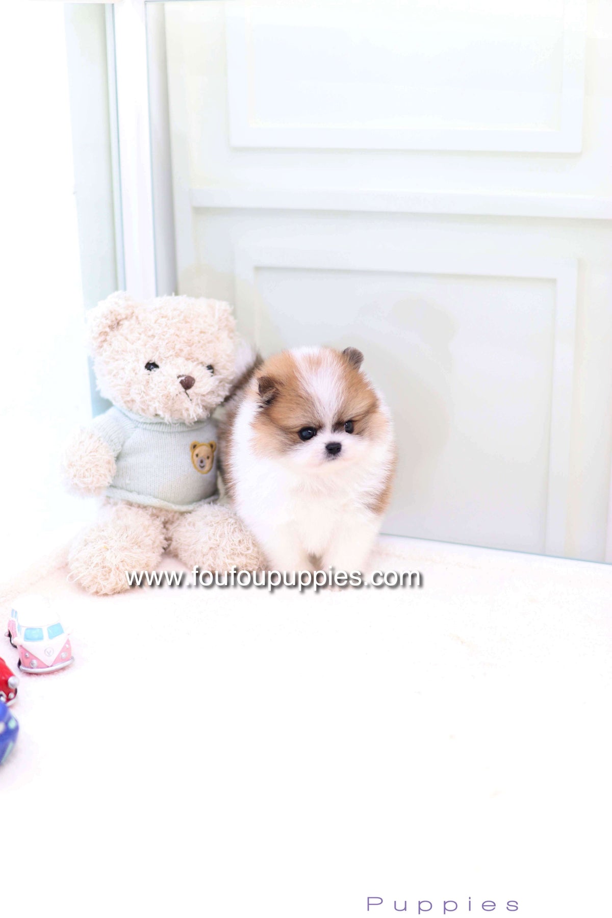 Mushy - Pomeranian M.
