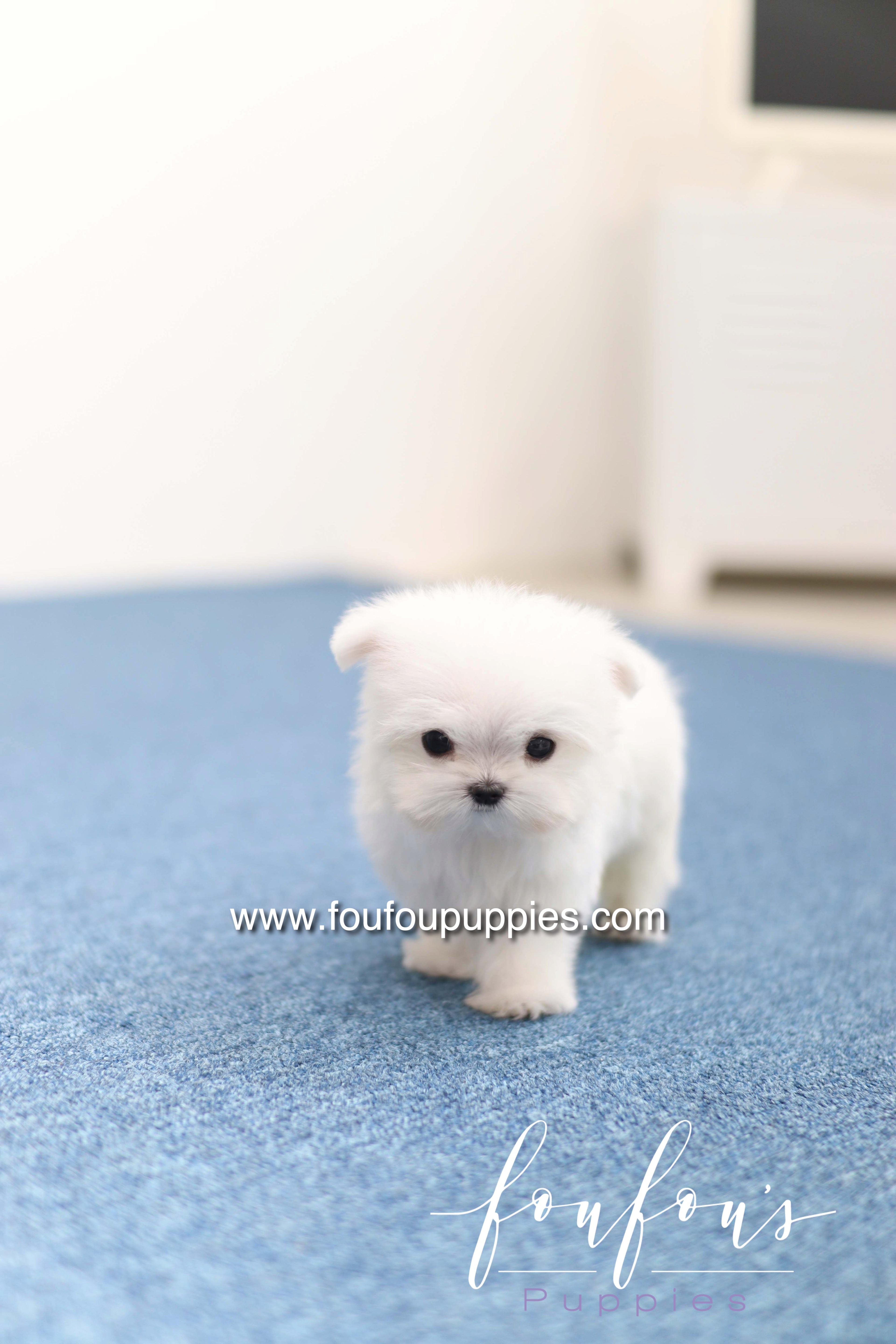 Daisy - Maltese F. -