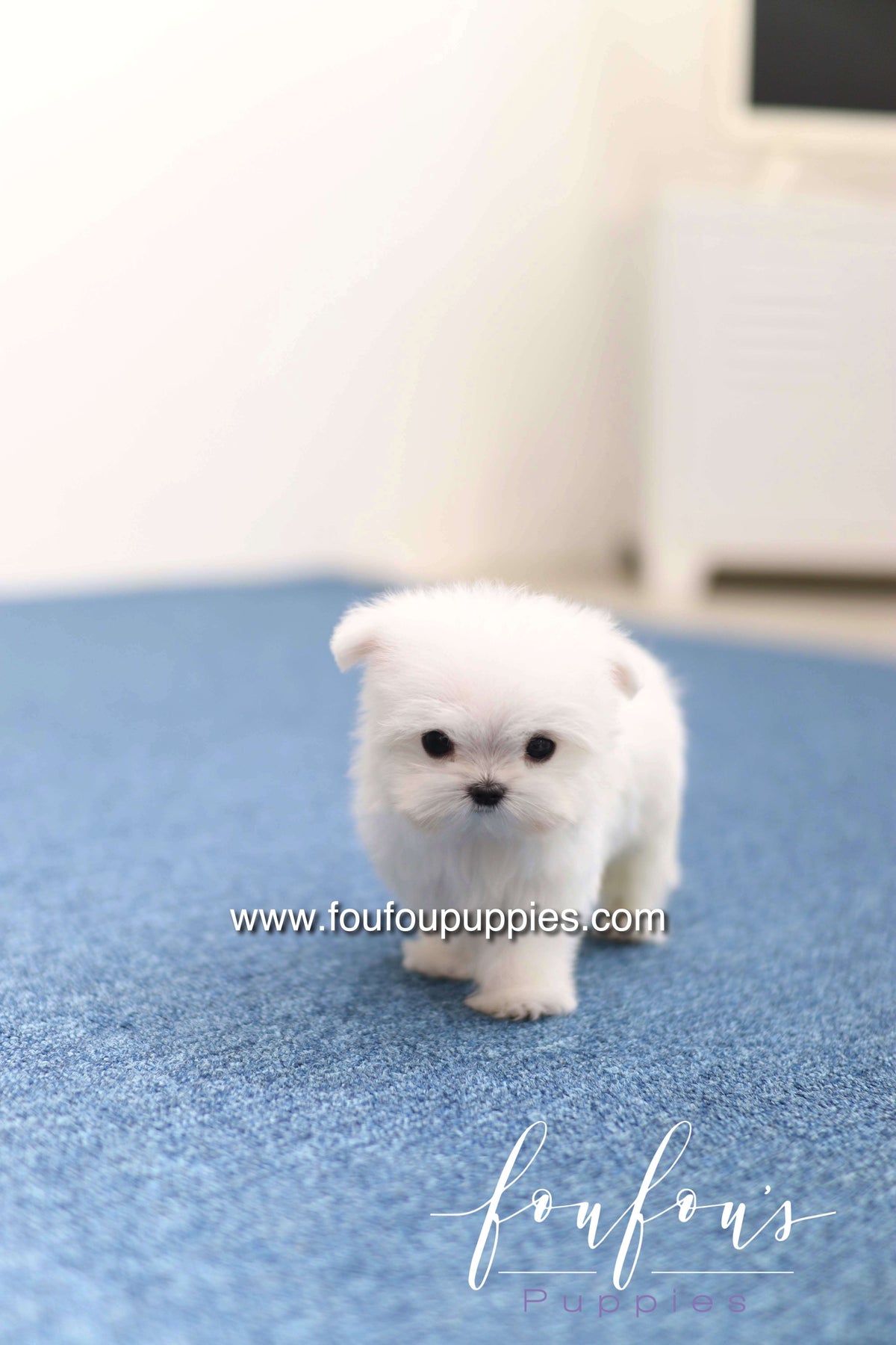Daisy - Maltese F. -