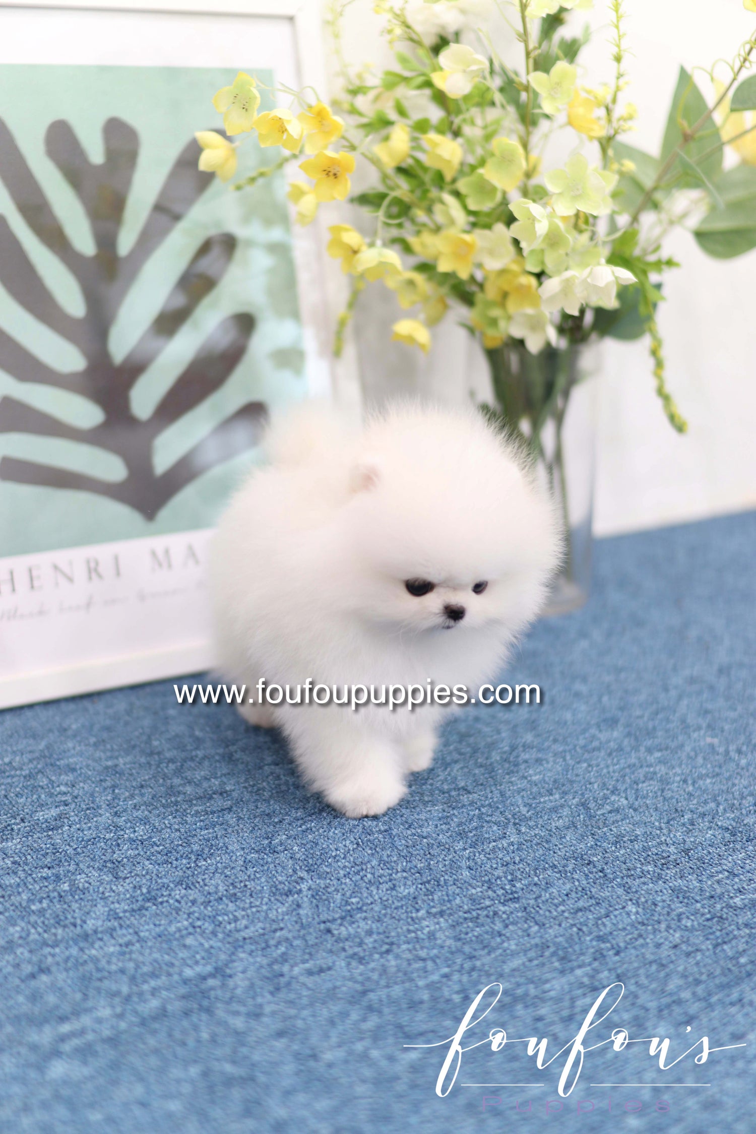 Teddy - Pomeranian M.