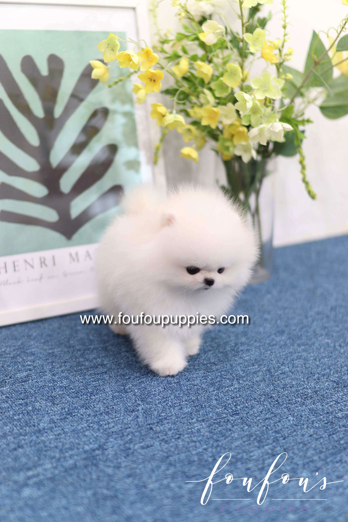 Teddy - Pomeranian M.