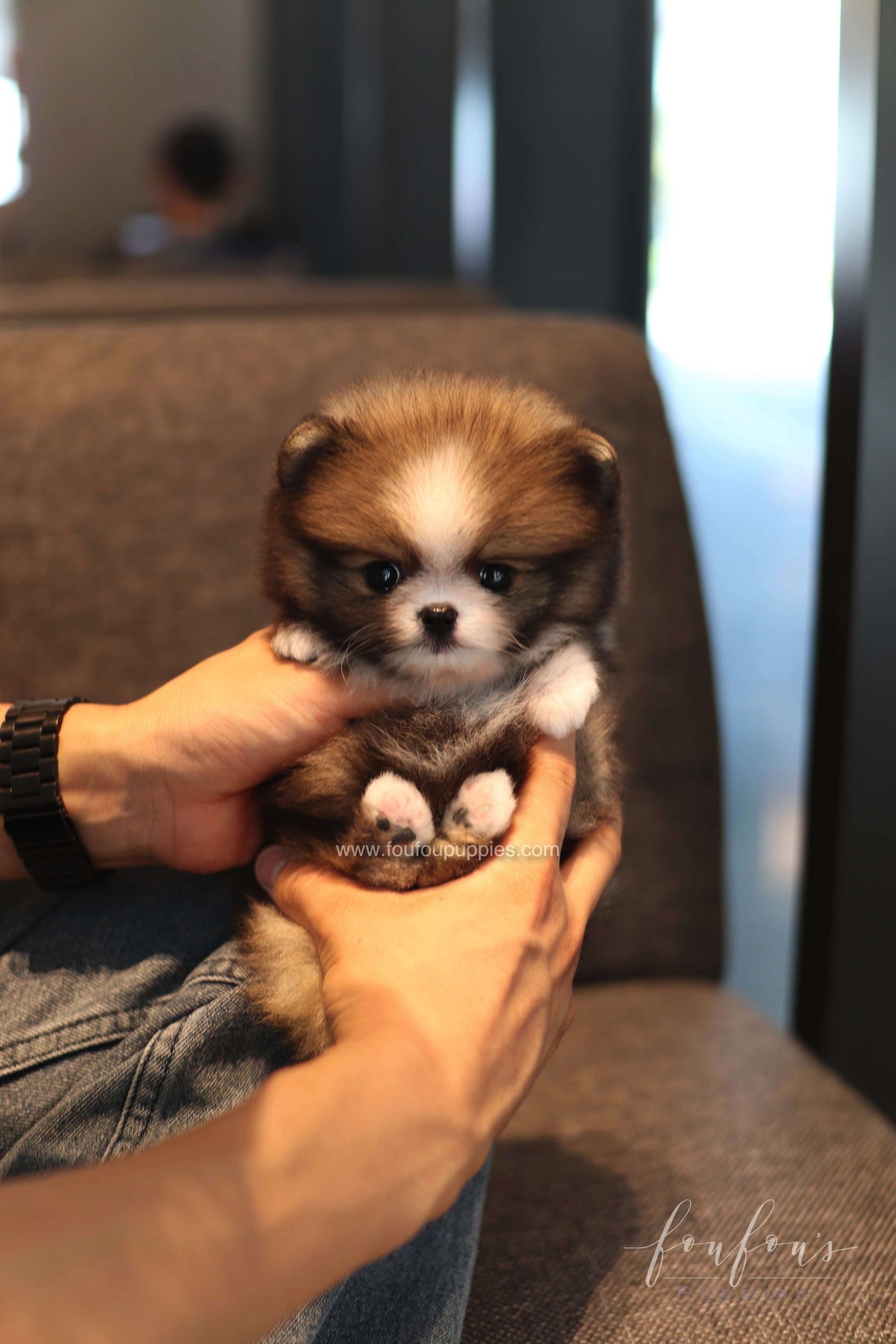 Kelly - Pomeranian F.