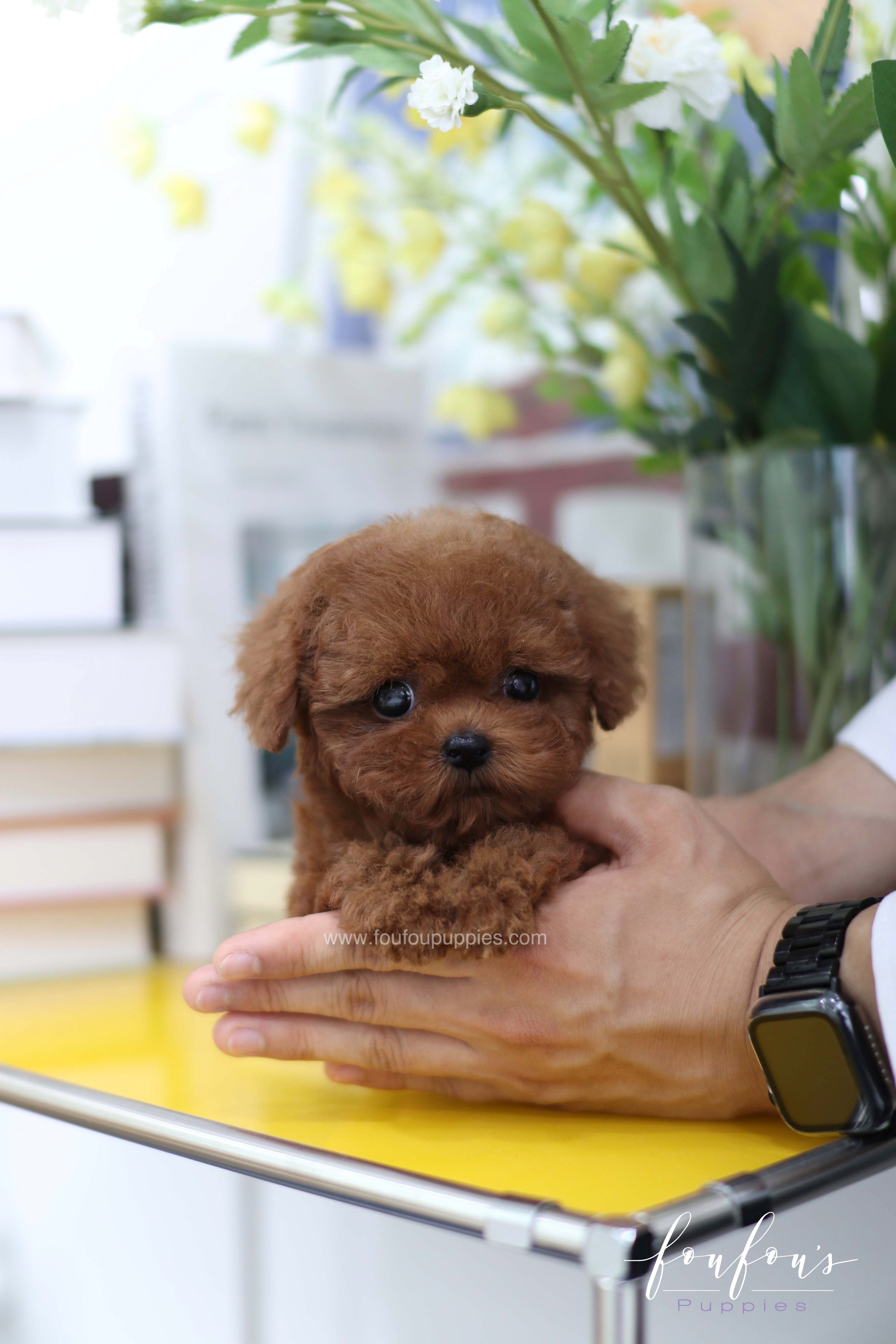 Lady - Poodle F. -