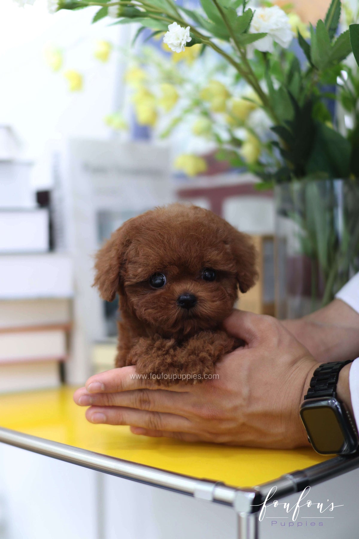 Lady - Poodle F. -