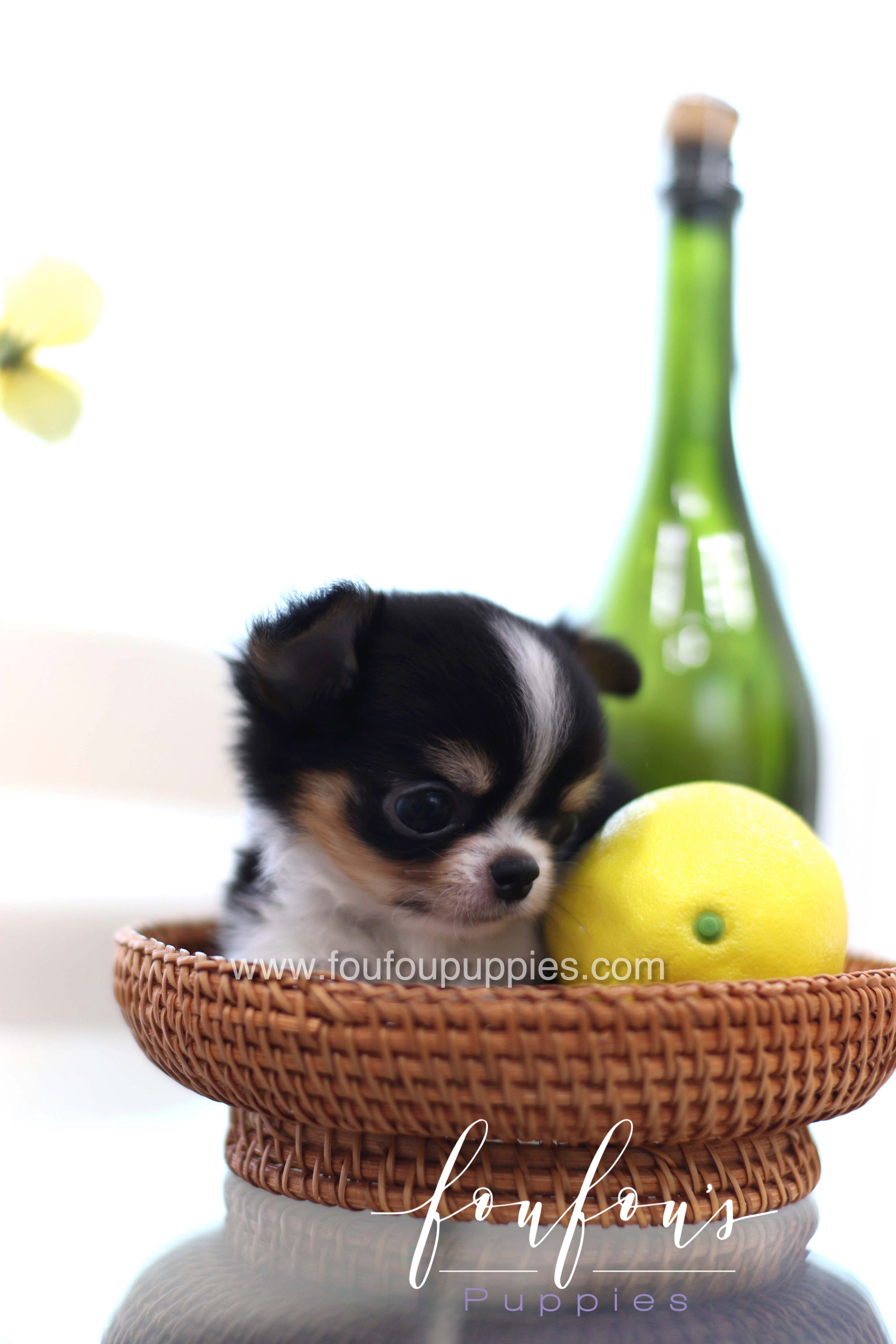 Pablo - Chihuahua M.