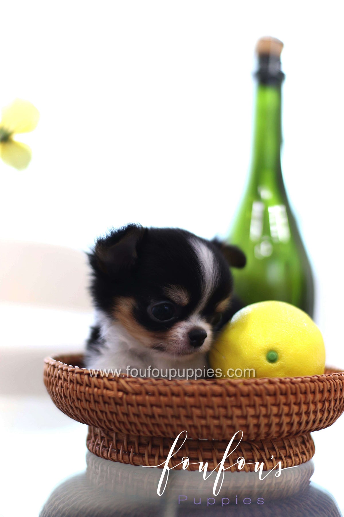 Pablo - Chihuahua M.