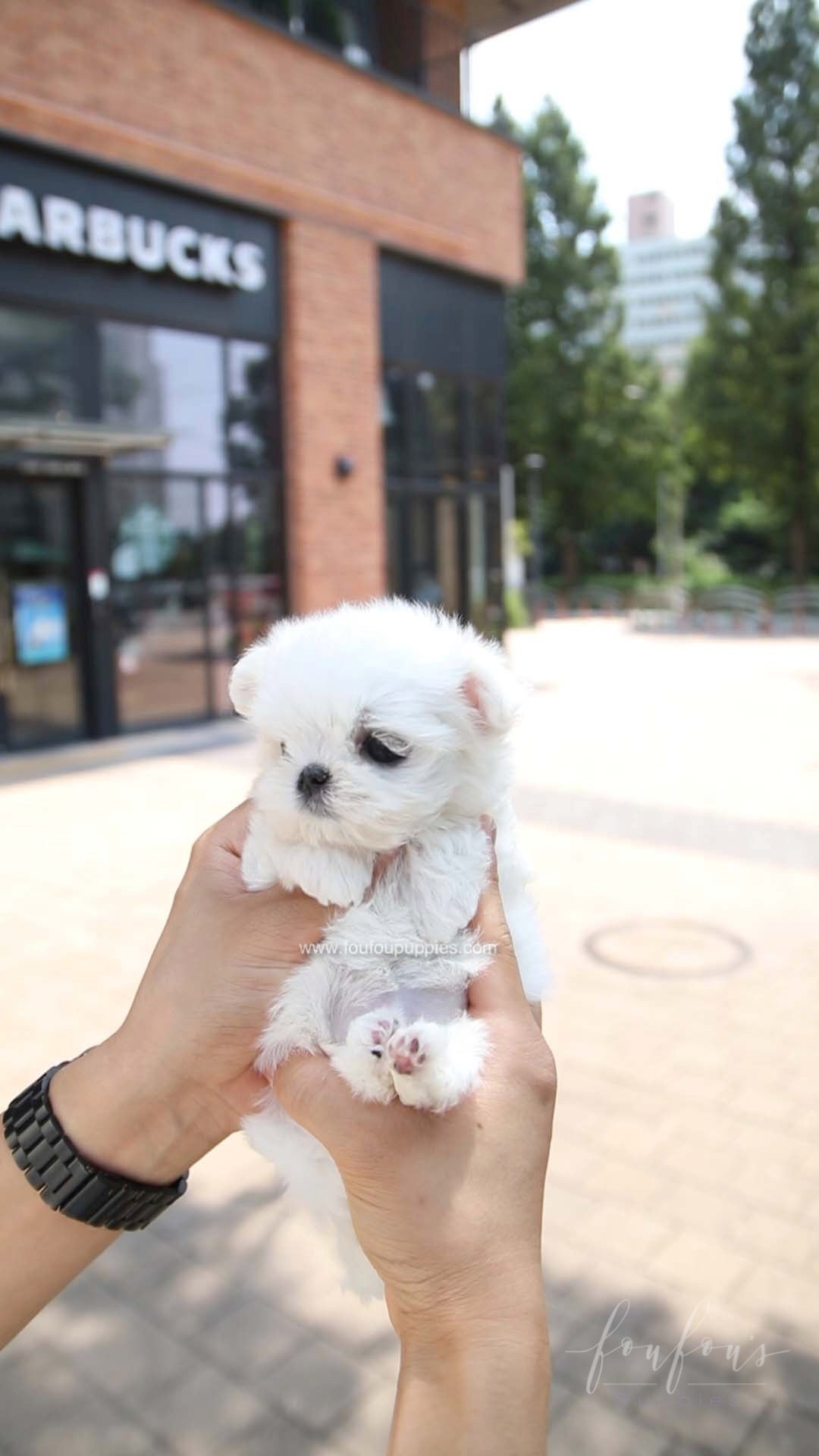 PoohBear - Maltese M.