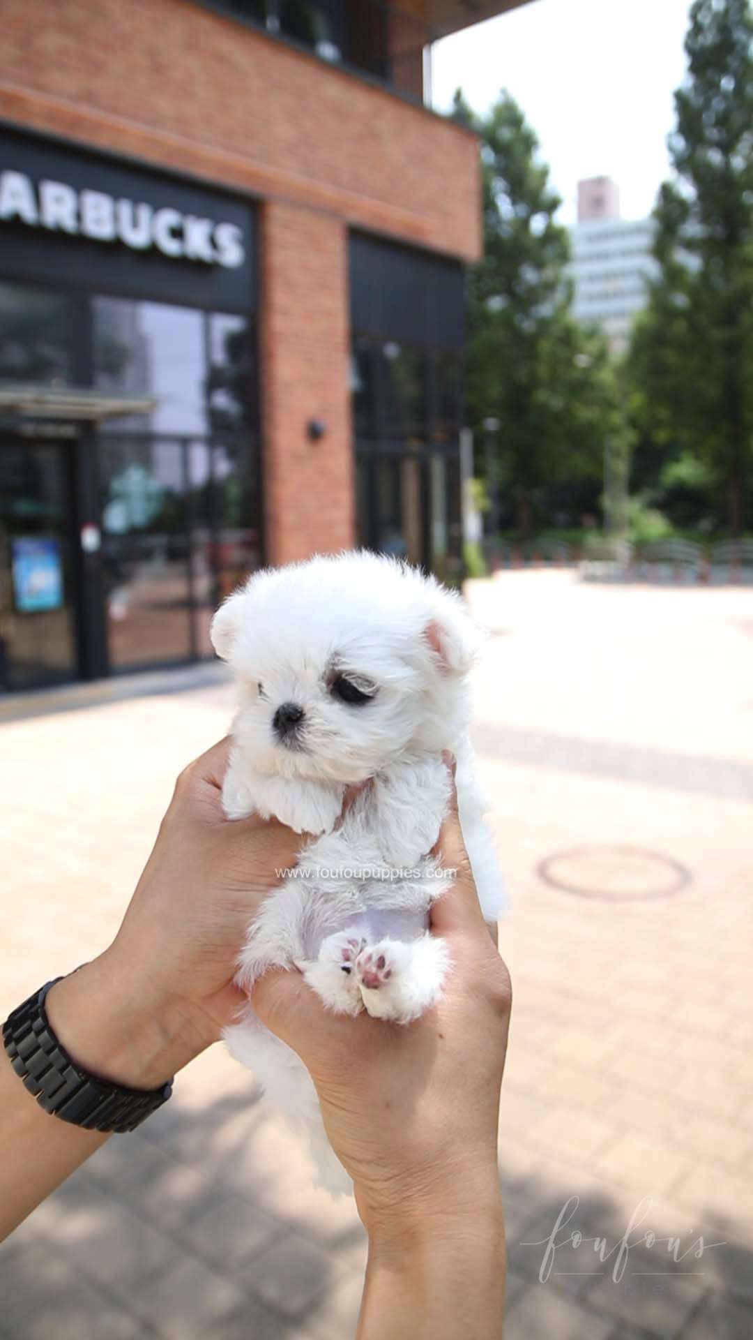 PoohBear - Maltese M.