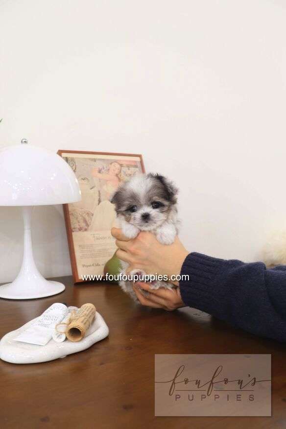 Akio - Maltipoo M.