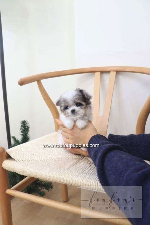 Akio - Maltipoo M.