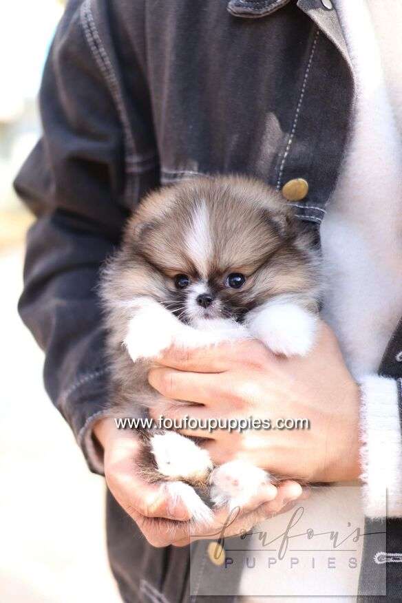 Aoli - Pomeranian F.