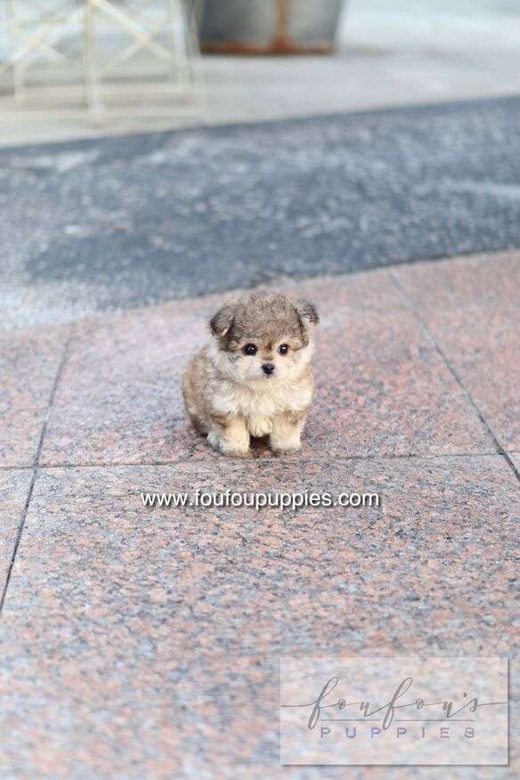 Atlas - Maltipoo M.