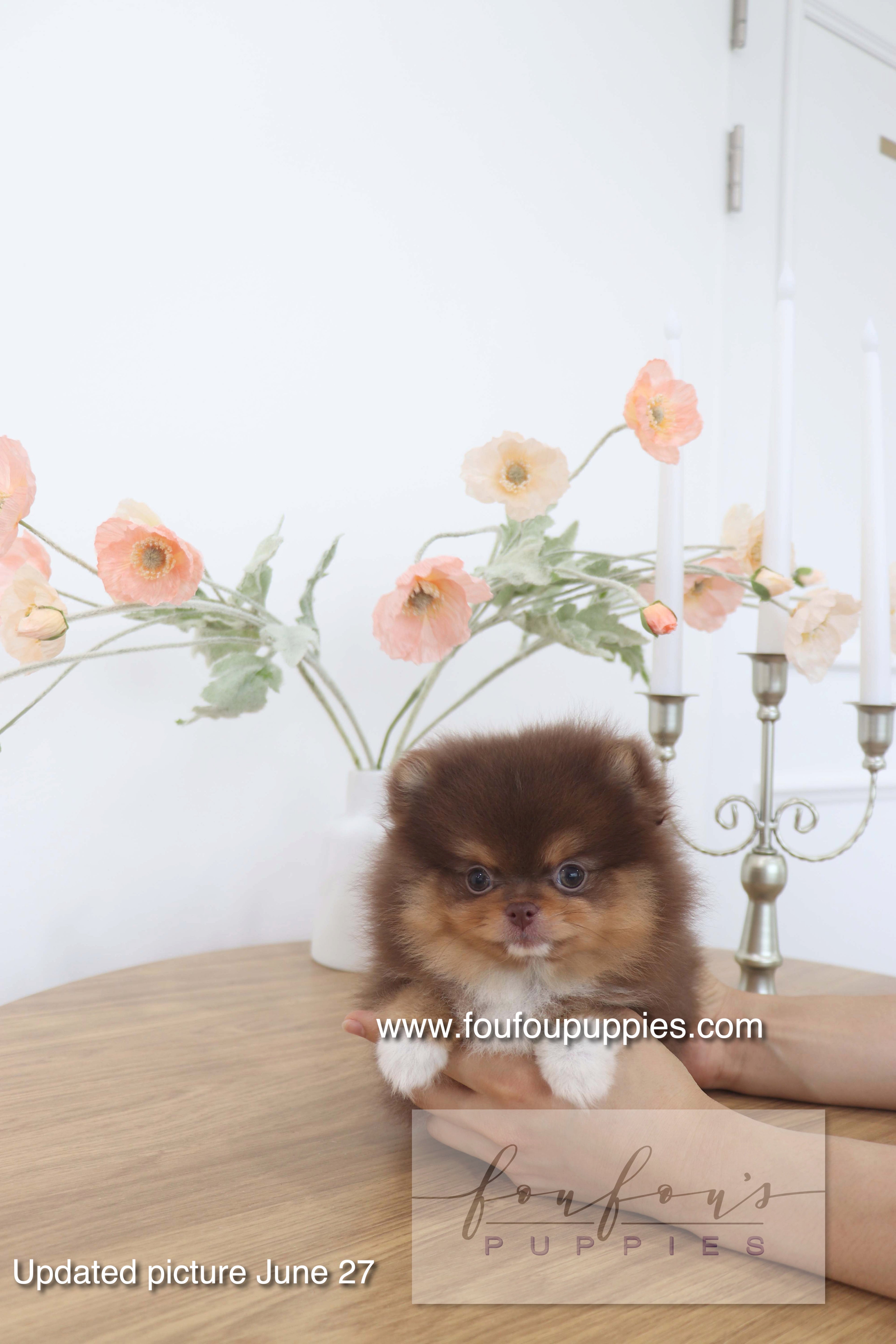 Aurore - Pomeranian F.