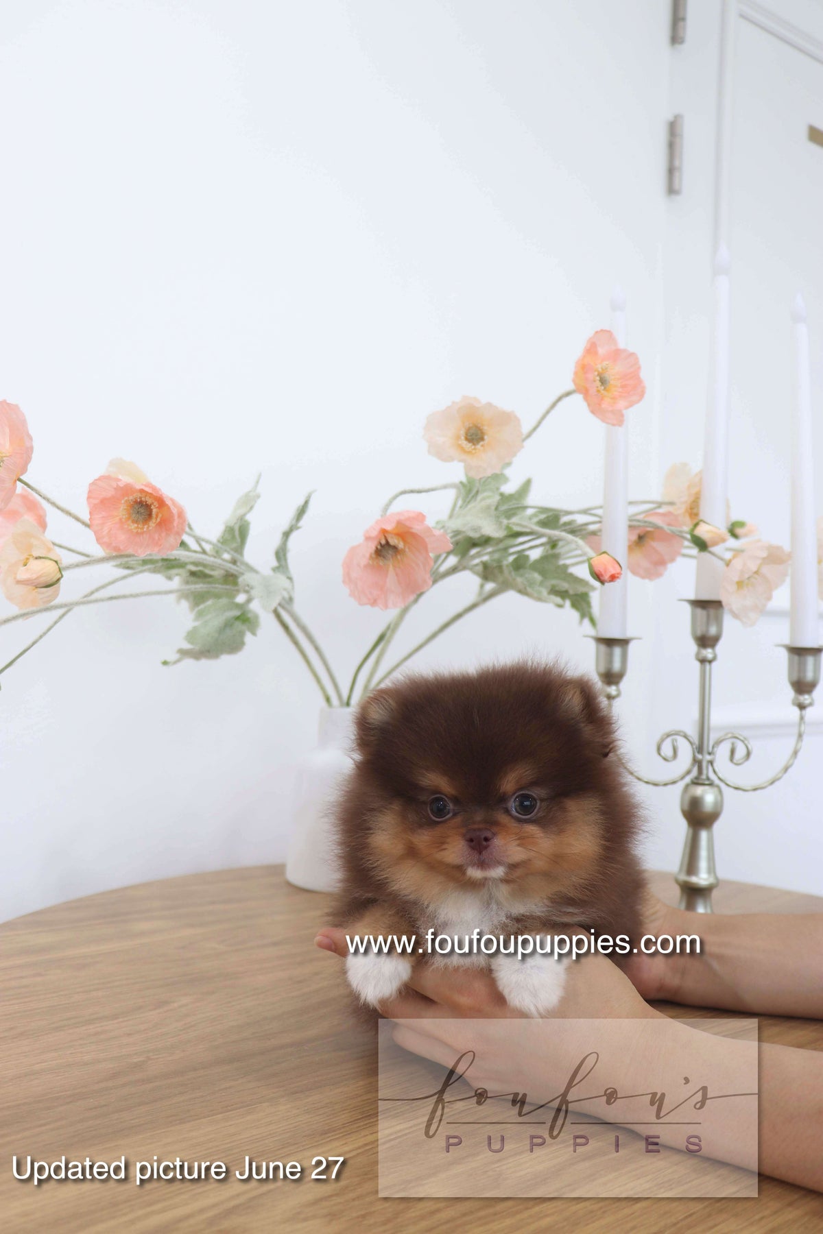 Aurore - Pomeranian F.