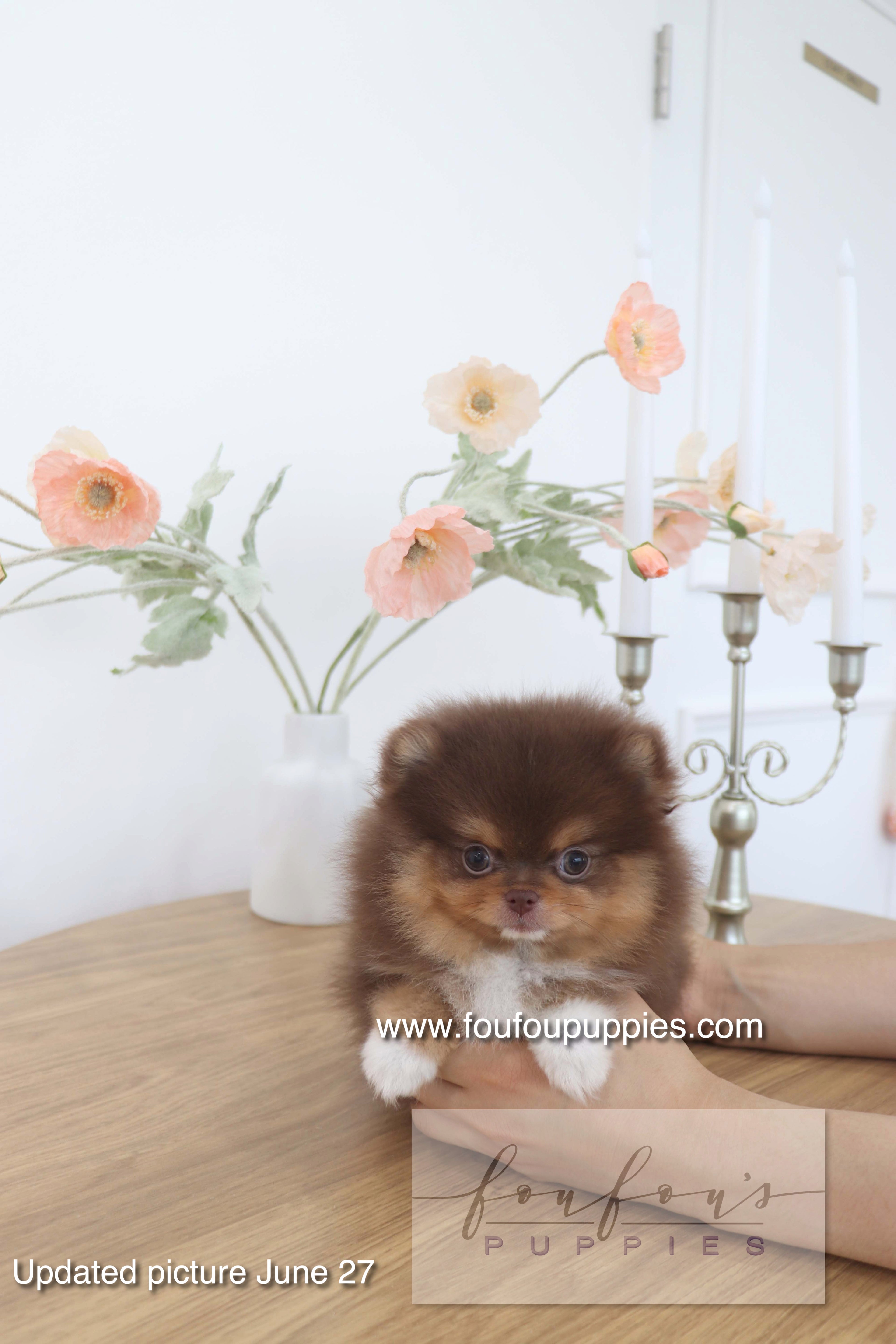 Aurore - Pomeranian F.